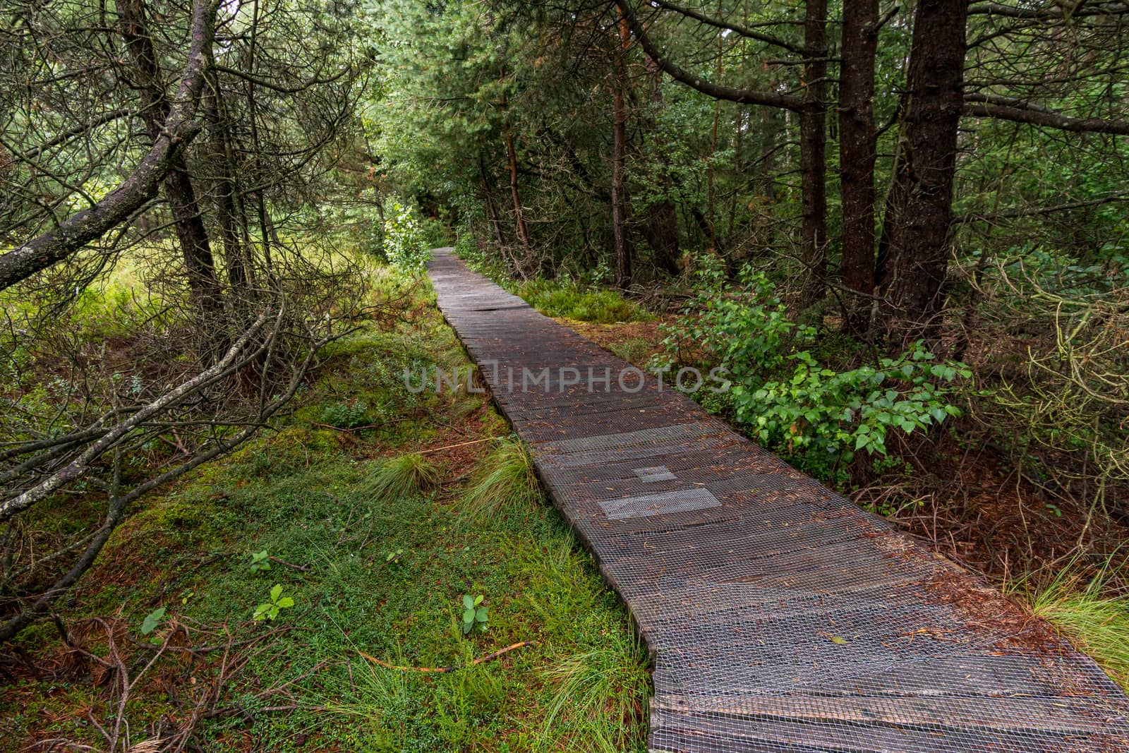 The beautiful nature reserve Wilhelmsdorf Pfrunger Ried in Upper Swabia near Ravensburg and Lake Constance