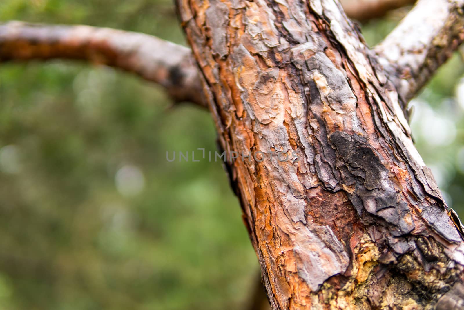 Nature reserve Wilhelmsdorf Pfrunger Ried in Upper Swabia by mindscapephotos