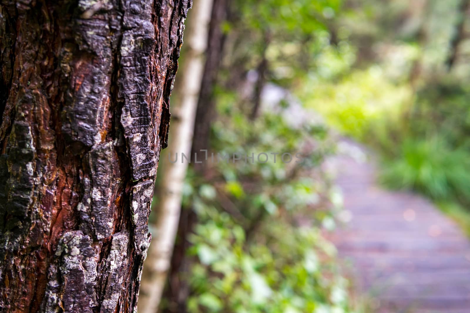 Nature reserve Wilhelmsdorf Pfrunger Ried in Upper Swabia by mindscapephotos