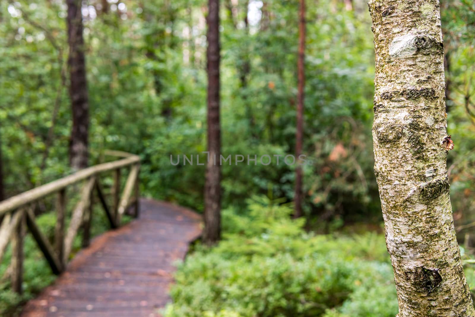 Nature reserve Wilhelmsdorf Pfrunger Ried in Upper Swabia by mindscapephotos