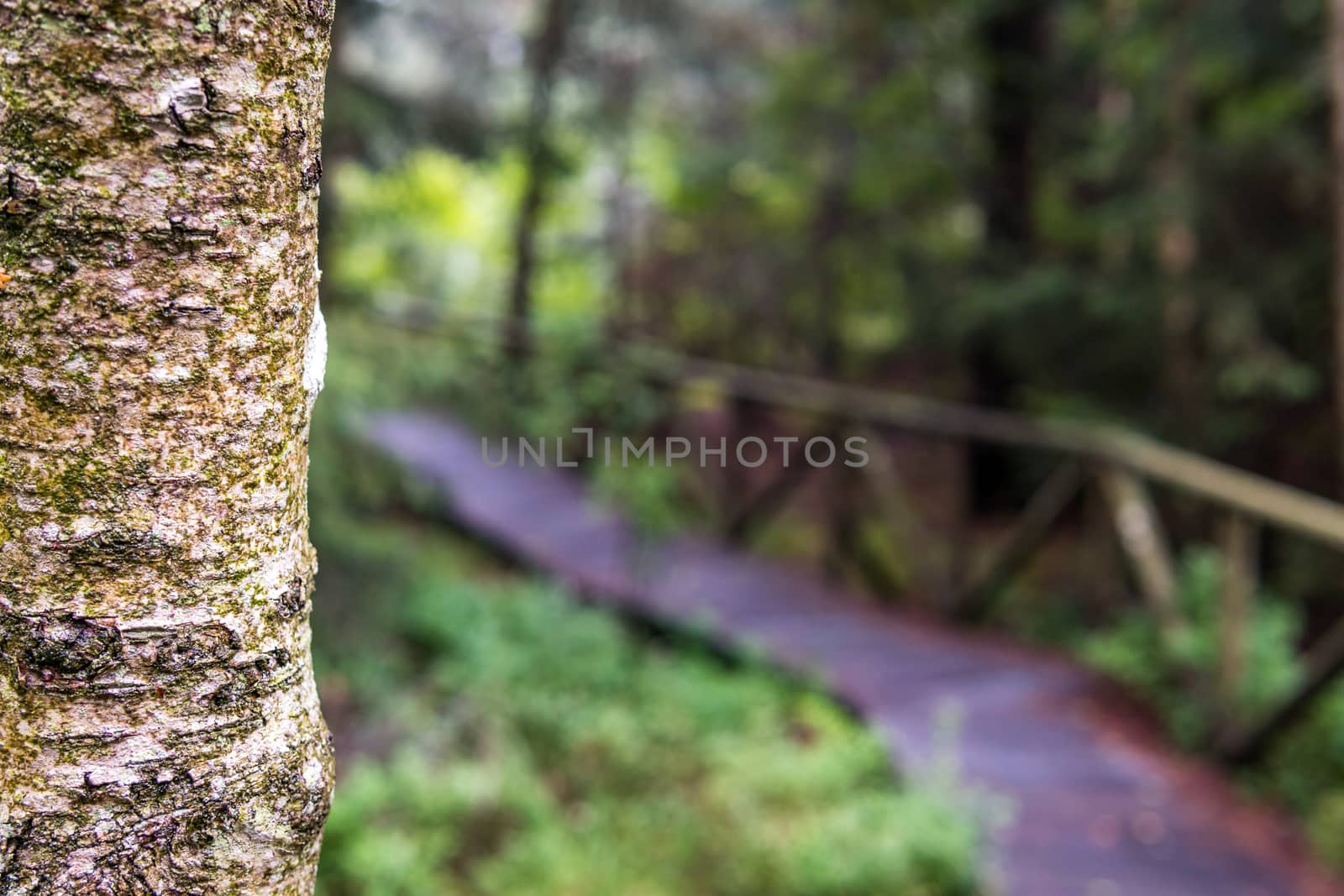 Nature reserve Wilhelmsdorf Pfrunger Ried in Upper Swabia by mindscapephotos