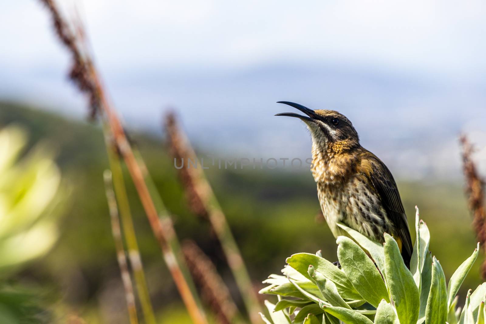 Cape sugarbird sitting on plants flowers, Kirstenbosch National Botanical Garden. by Arkadij