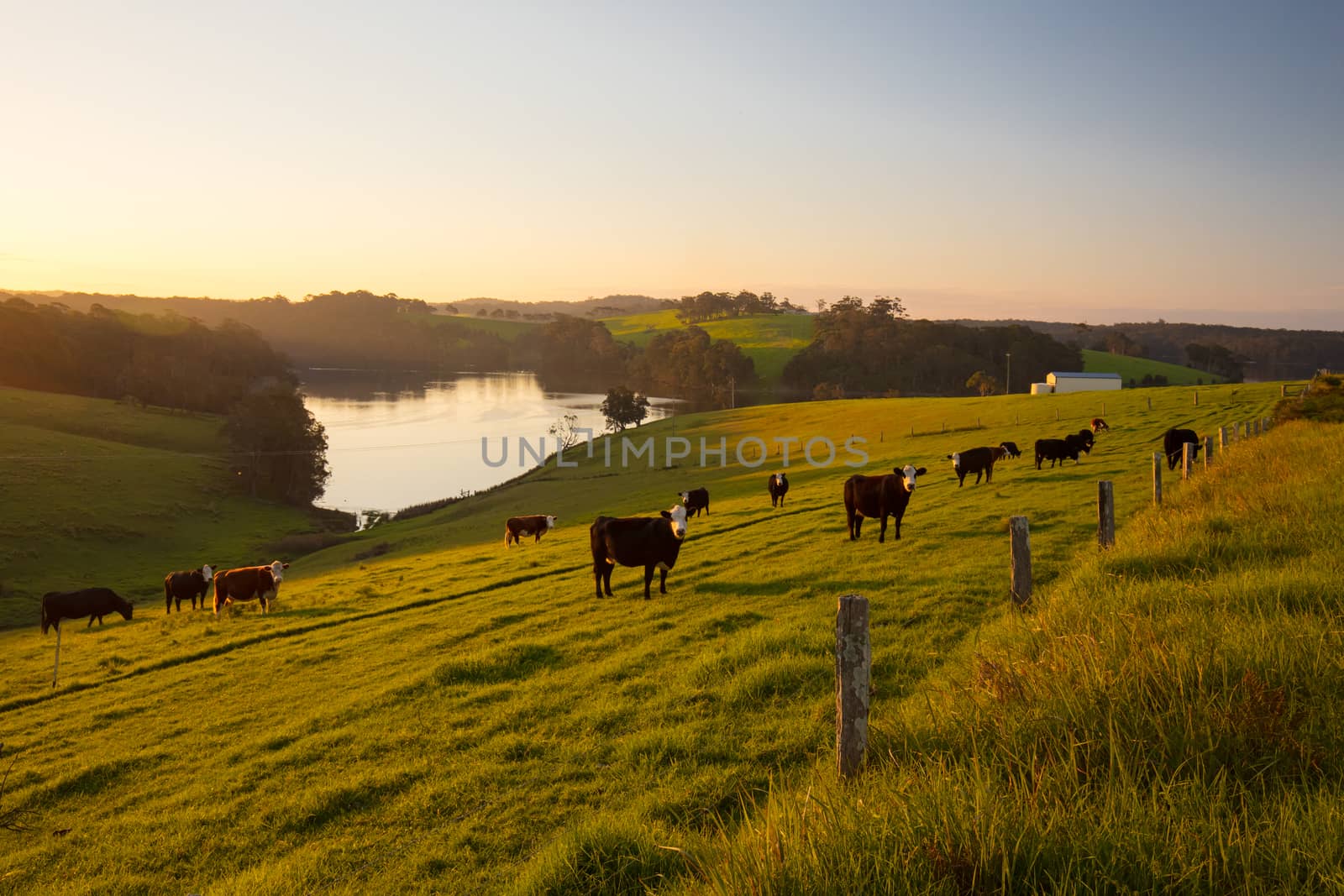 View of landscape around Tilba and Little Dromedary with cows in a field in New South Wales, Australia