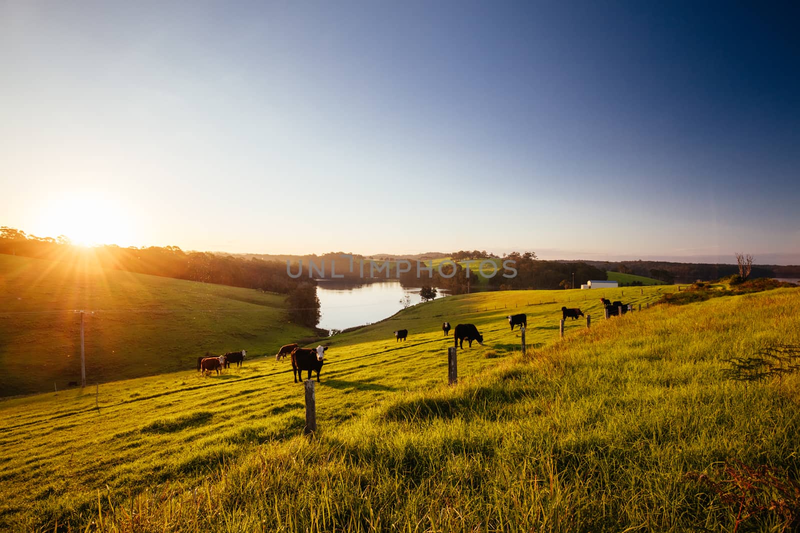 View of landscape around Tilba and Little Dromedary with cows in a field in New South Wales, Australia