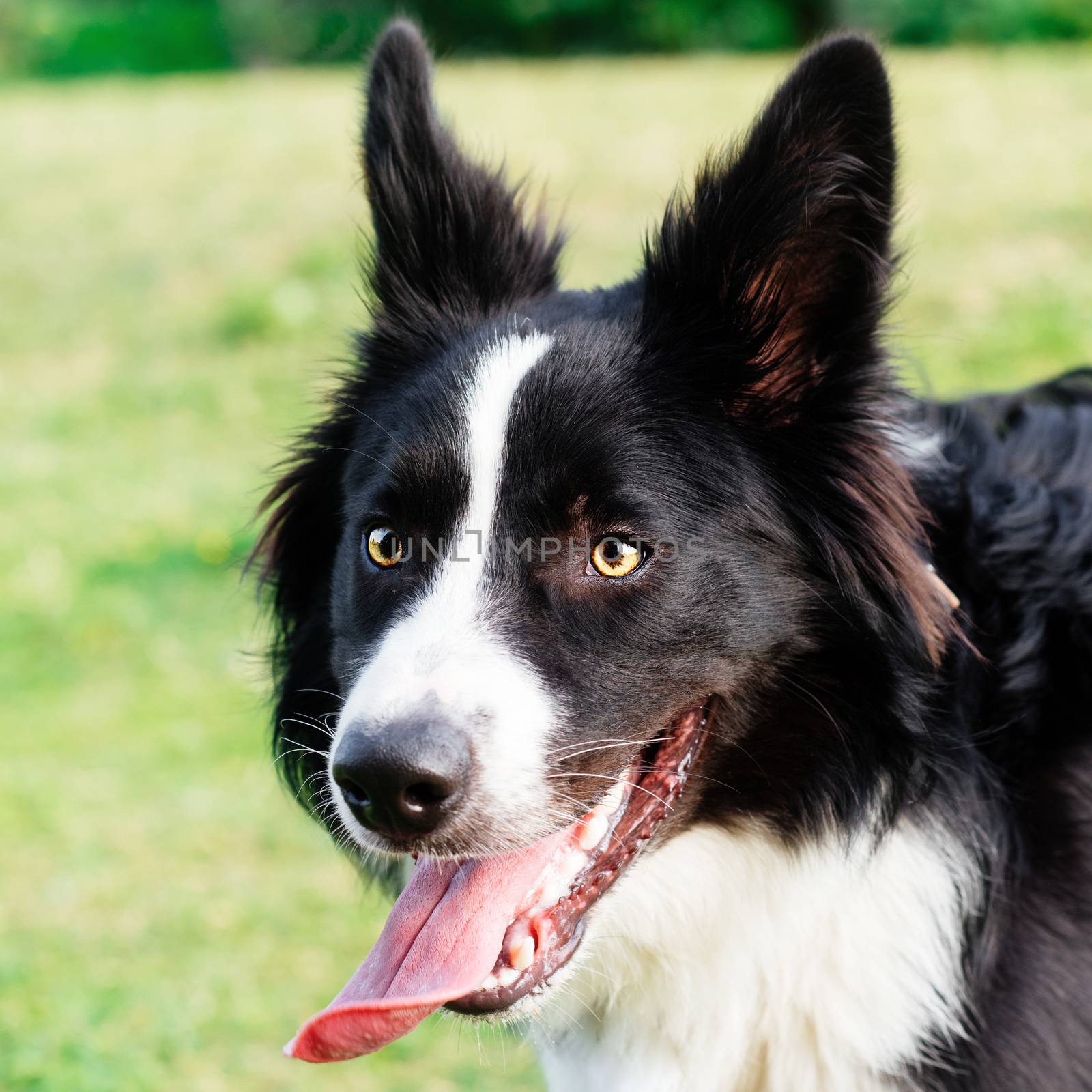 Closeup of face of Black and white collie outdoors