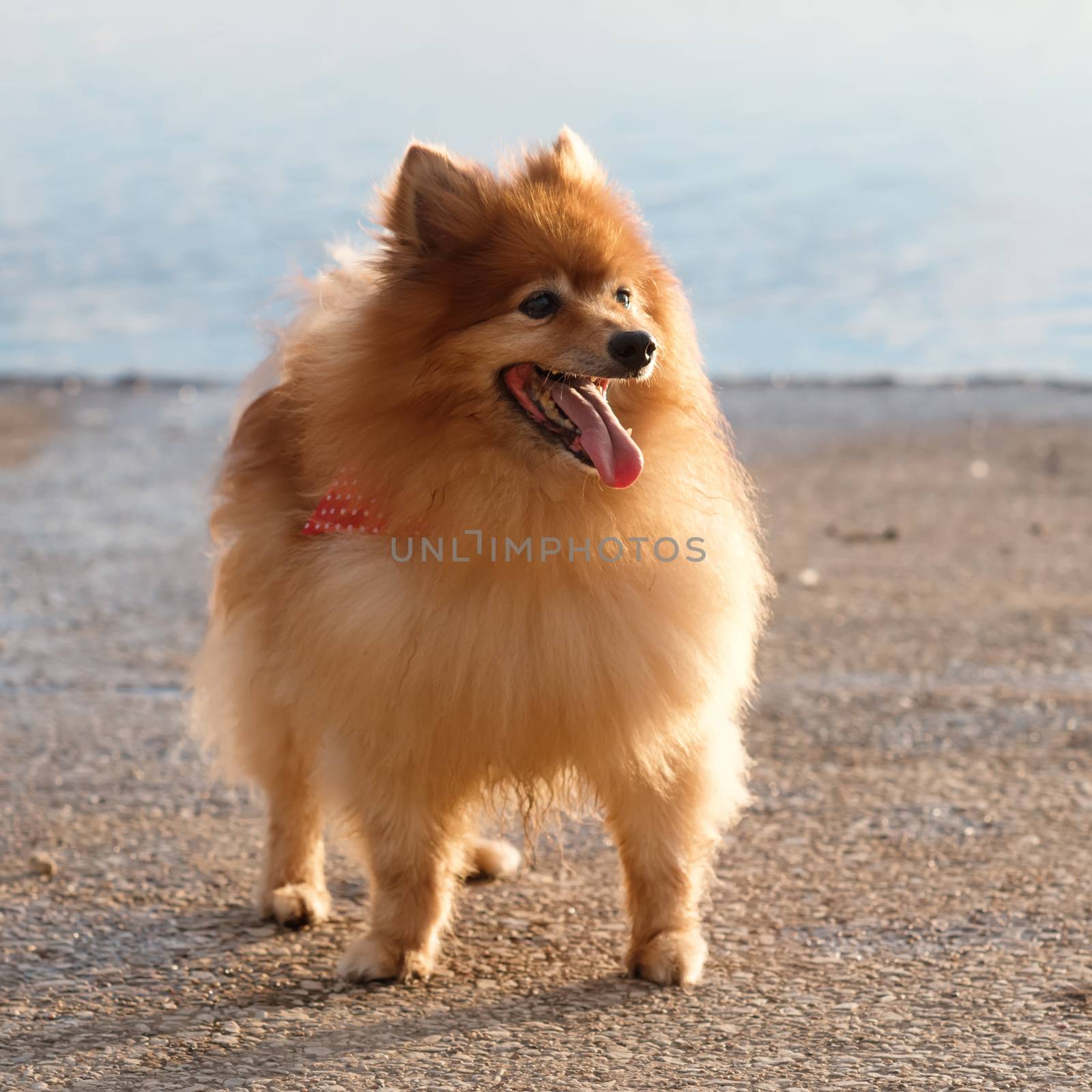Red Spitz Pomeranian walking on the seaside at the sunset