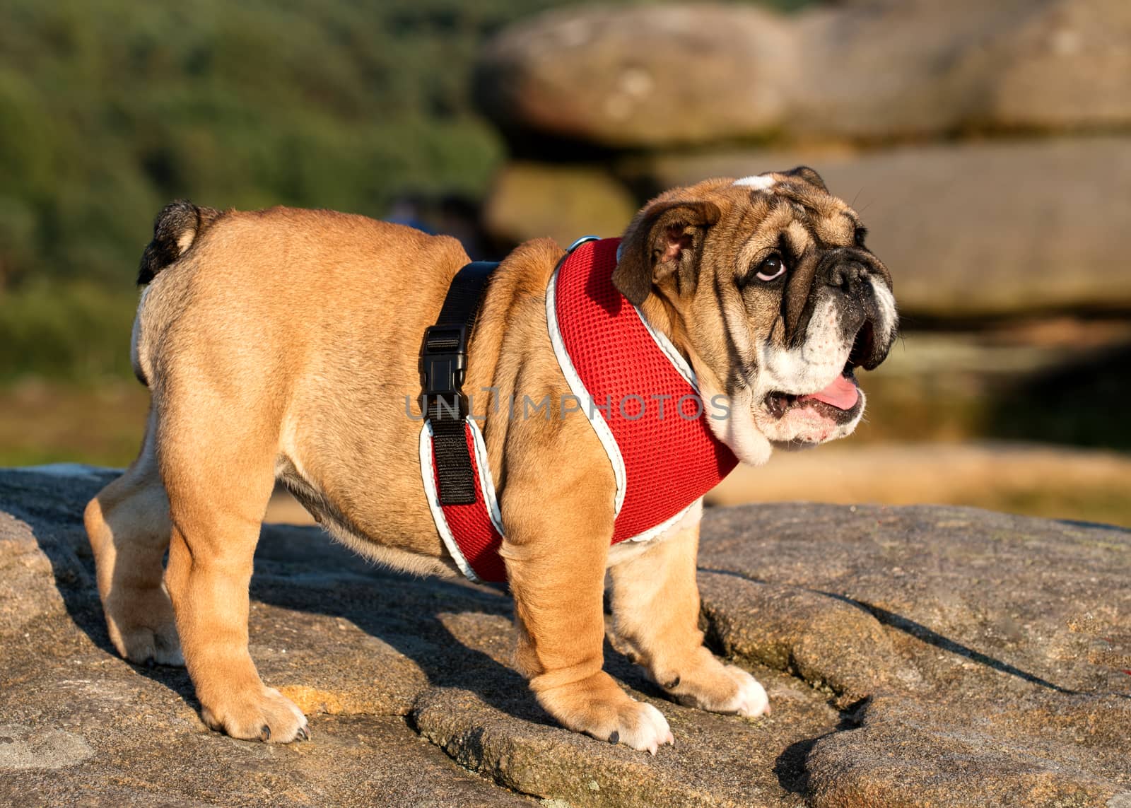 Puppy of Red English Bulldog in red harness out for a walk looking up on top of stone