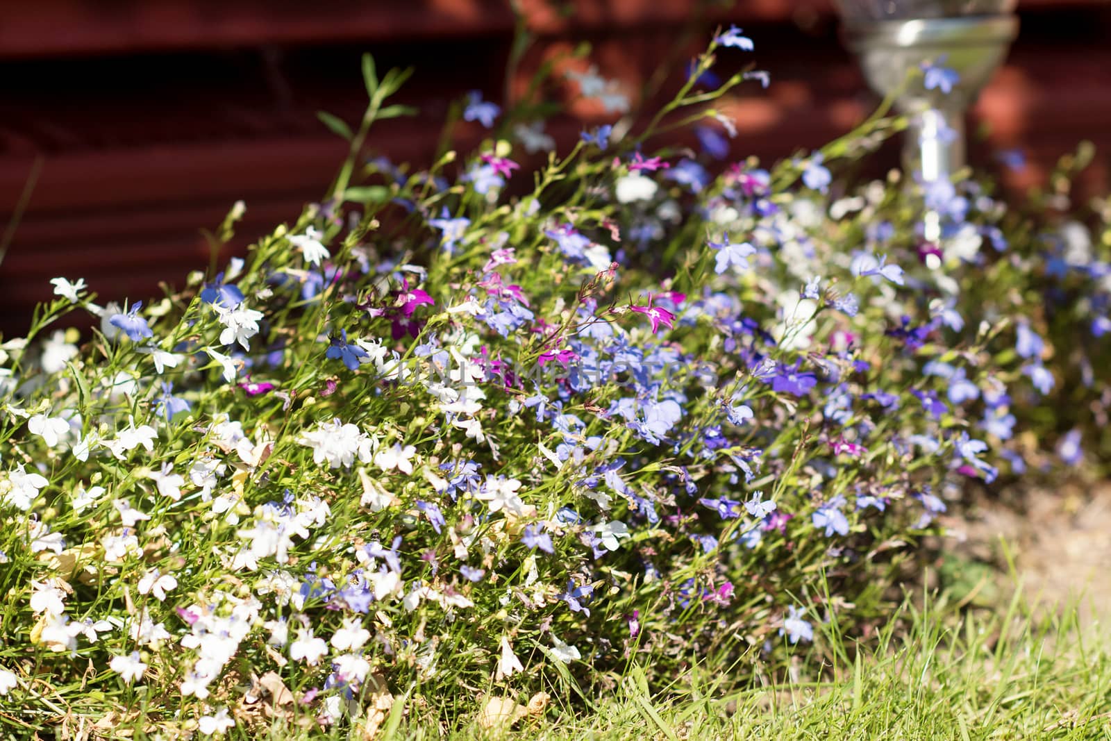 spring purple and blue flowers in the garden