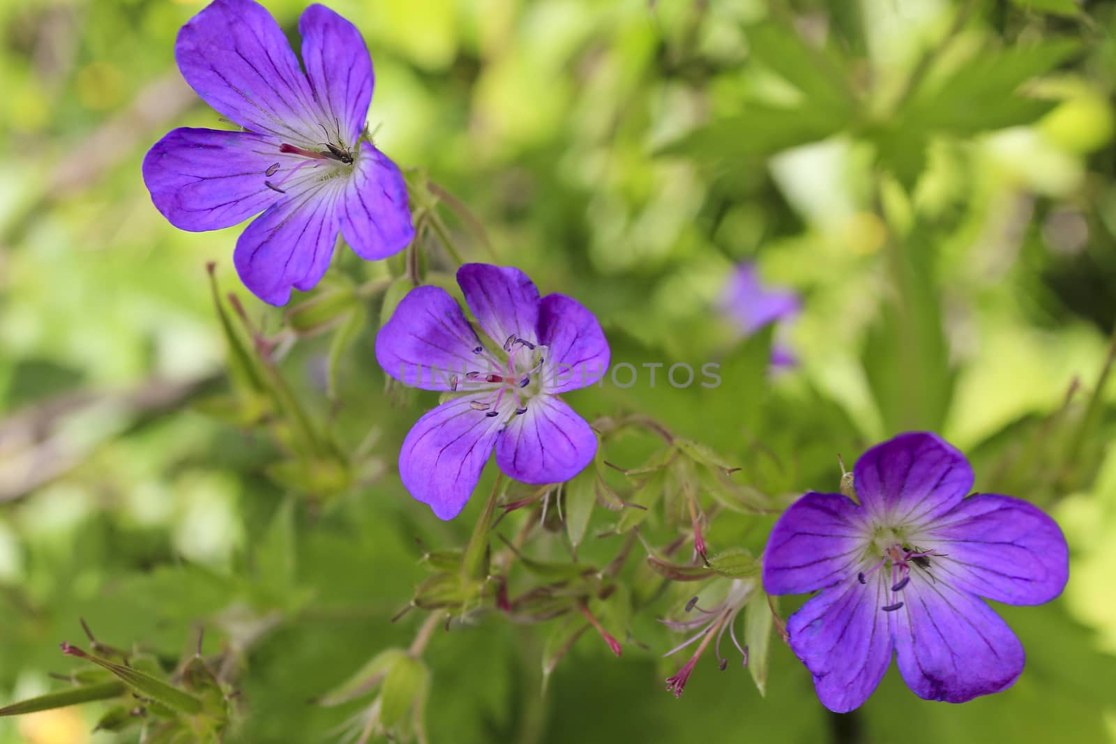Beautiful meadow flower, purple geranium. Summer landscape in Hemsedal, Buskerud, Norway.