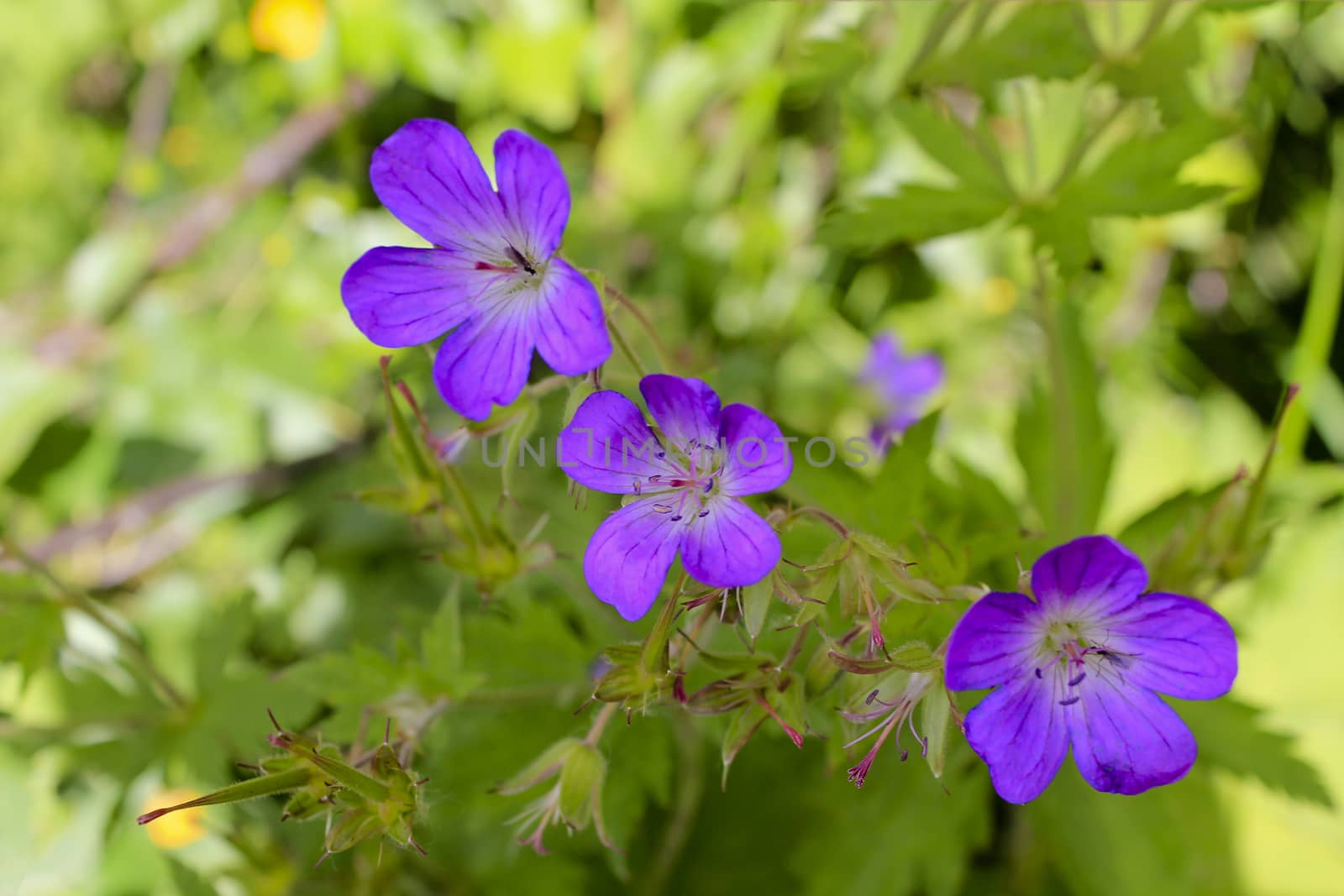 Beautiful meadow flower, purple geranium. Summer landscape in Hemsedal, Buskerud, Norway.