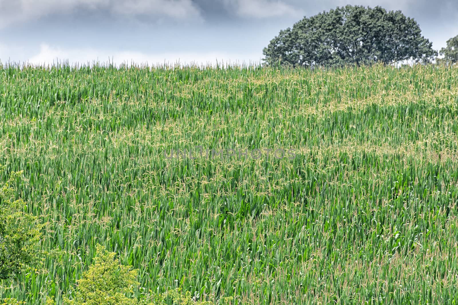 A Field of Corn in Summertime by stockbuster1