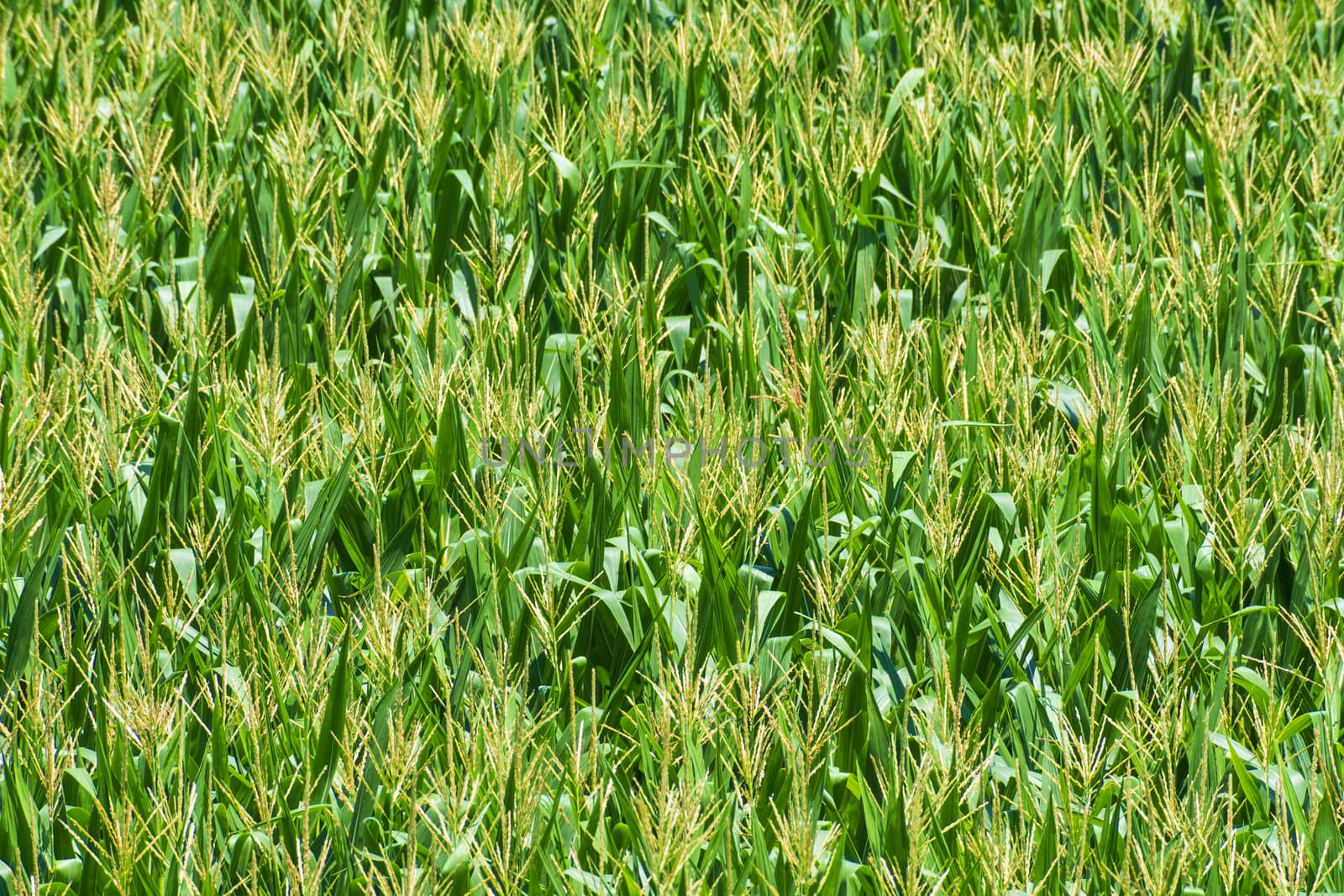 Maturing Field of Corn in Summer by stockbuster1