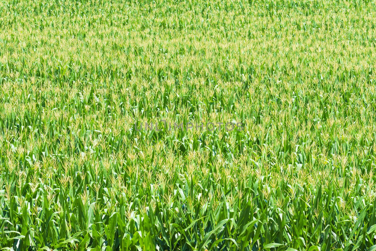 Field of Maturing Corn in Tennessee by stockbuster1