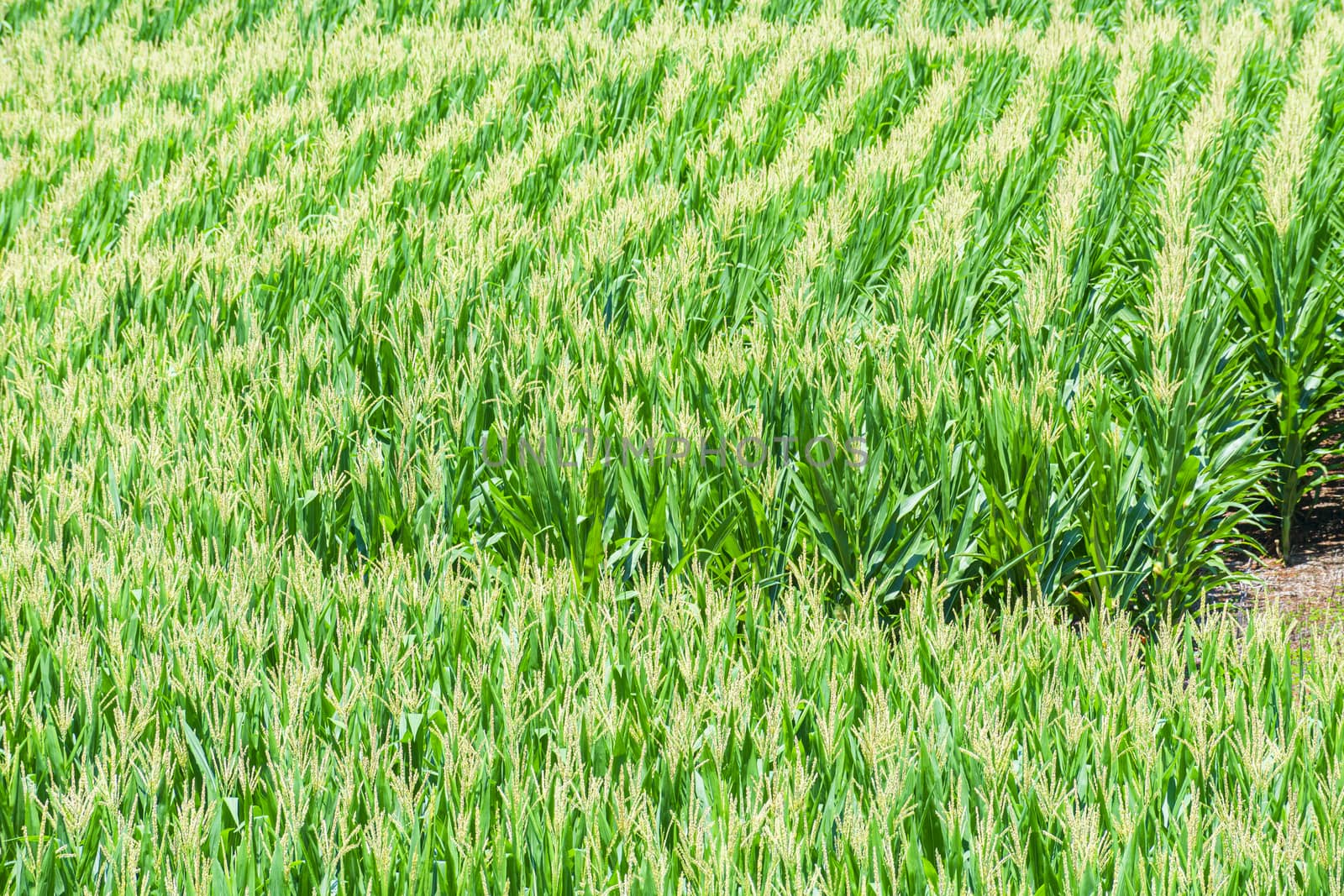 Horizontal shot of rows of corn growing in Tennessee Summer.

