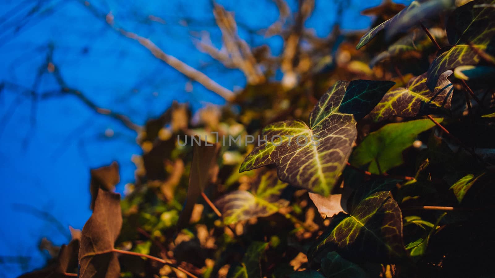 A Close-Up Shot of an Ivy Plant Growing Up a Tree on a Clear Blue Sky