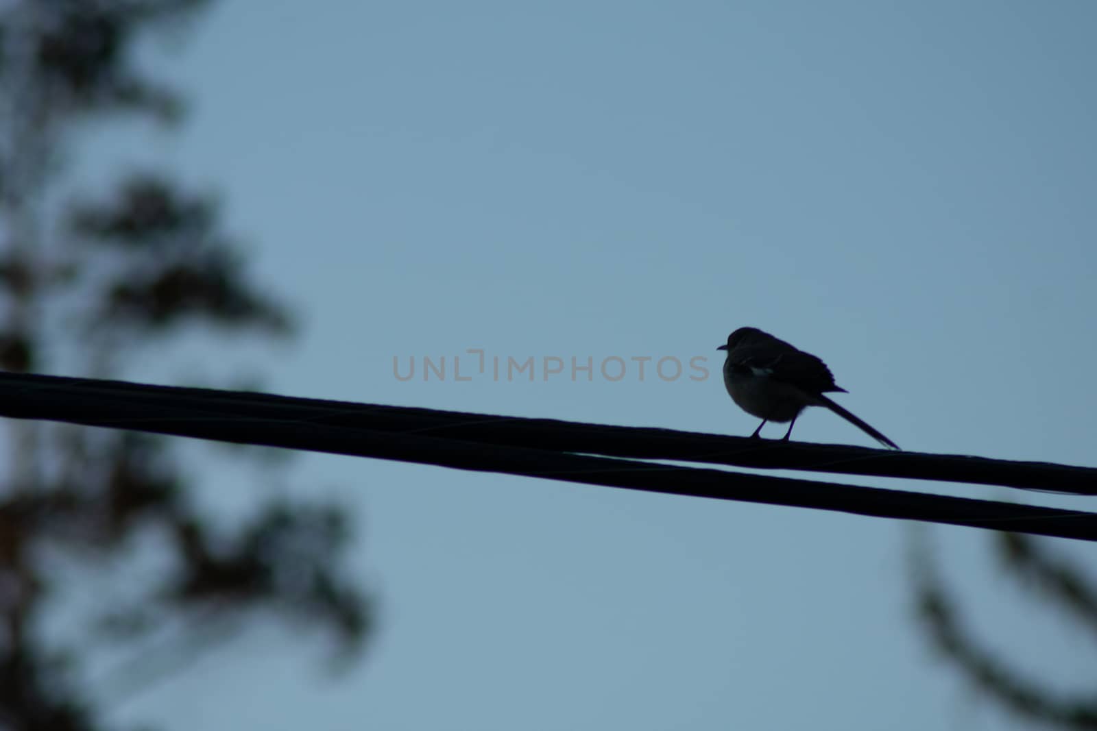 The Silhouette of a Small Bird Perching on a Wire With a Blue Sk by bju12290
