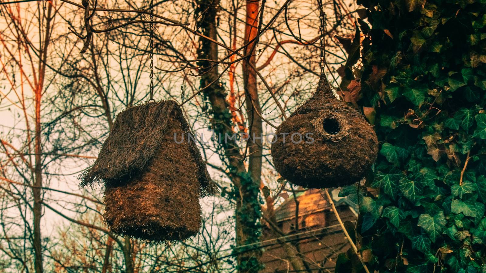 Two Naturalistic Birdhouses Hanging on a Tree Covered in Ivy on  by bju12290