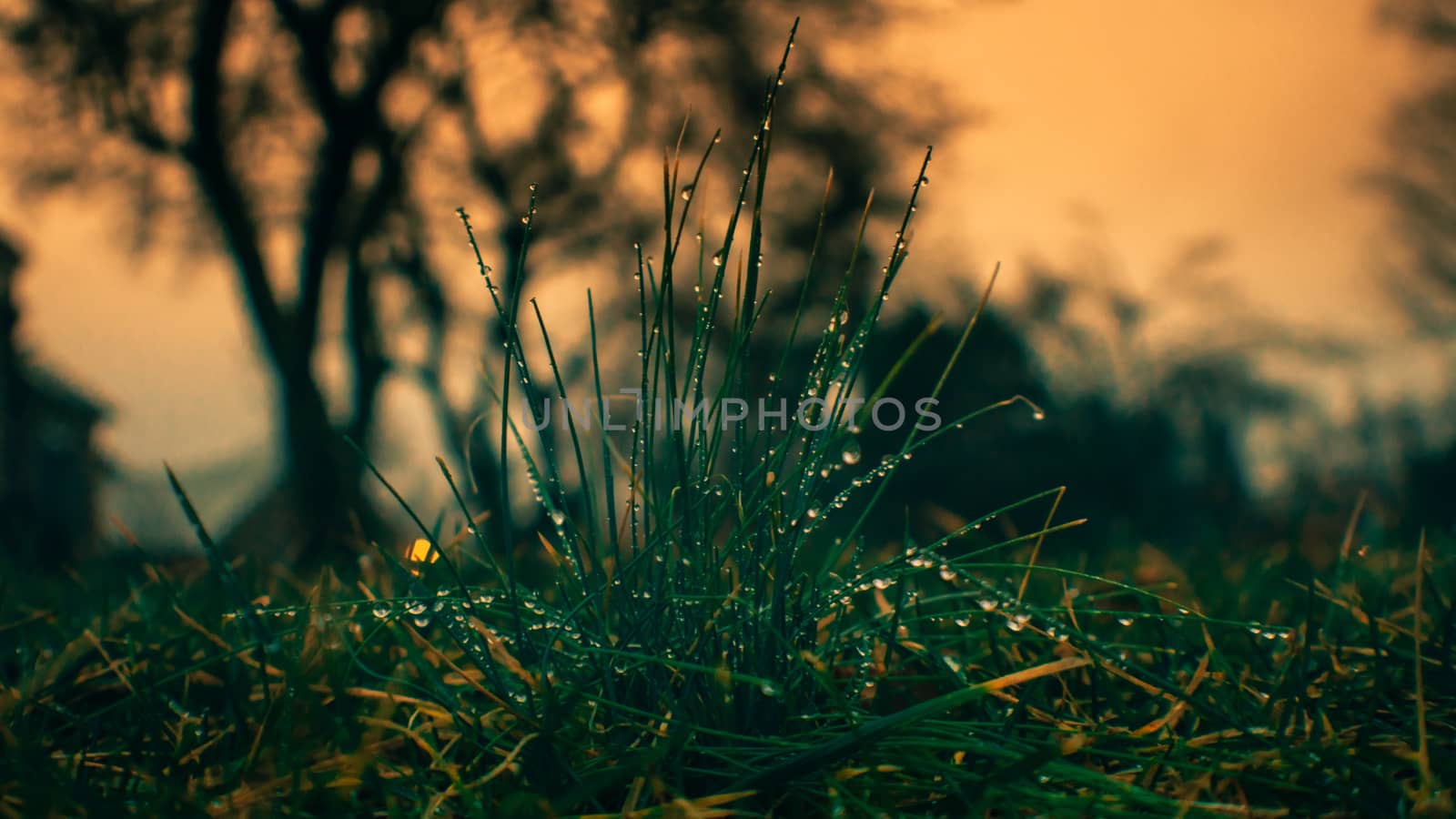 A Close-Up Shot to a Wet Patch of Crab Grass With a Dramatic Sunset in the Background