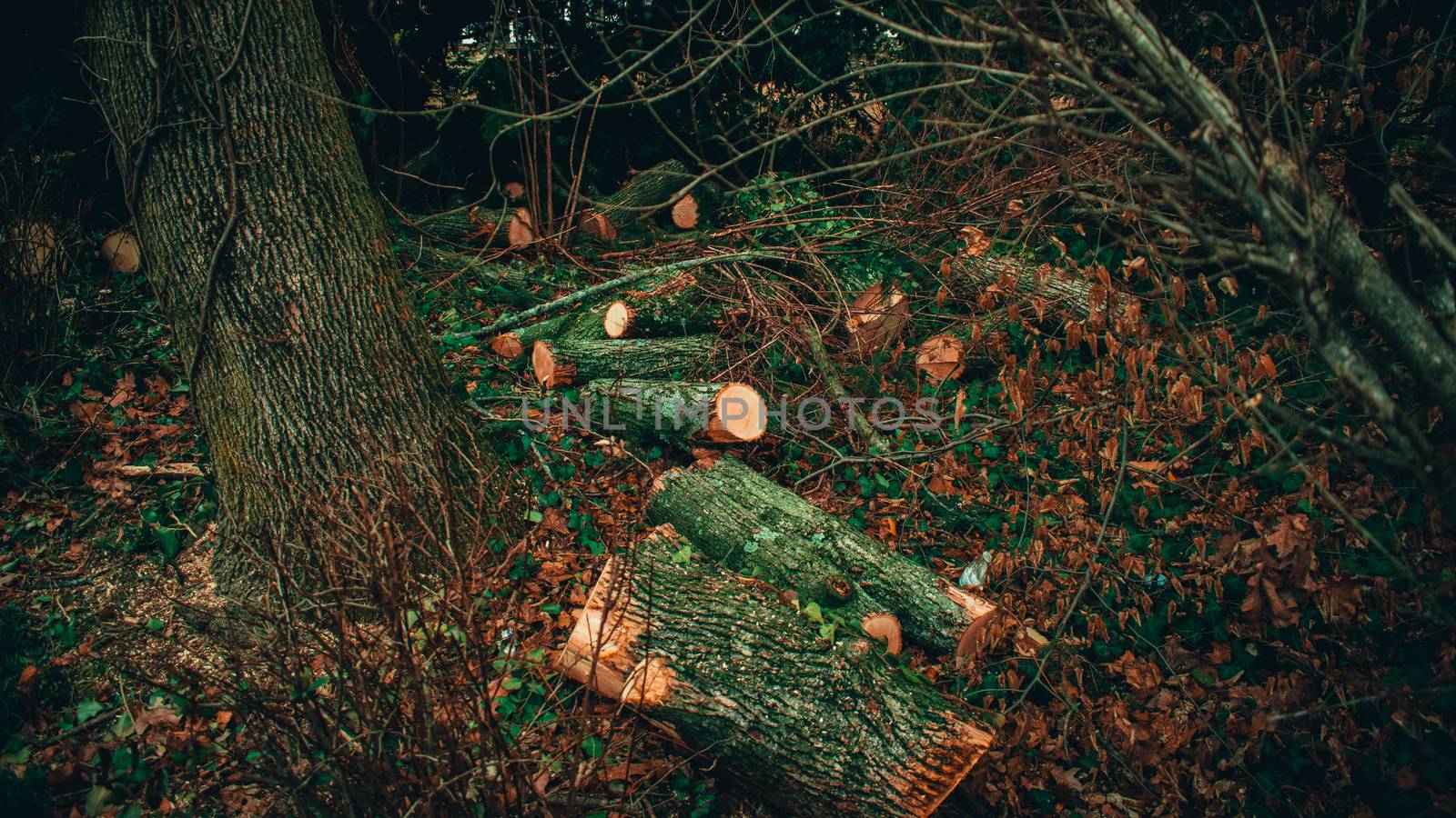 A Group of Freshly Cut Logs in a Forest by bju12290