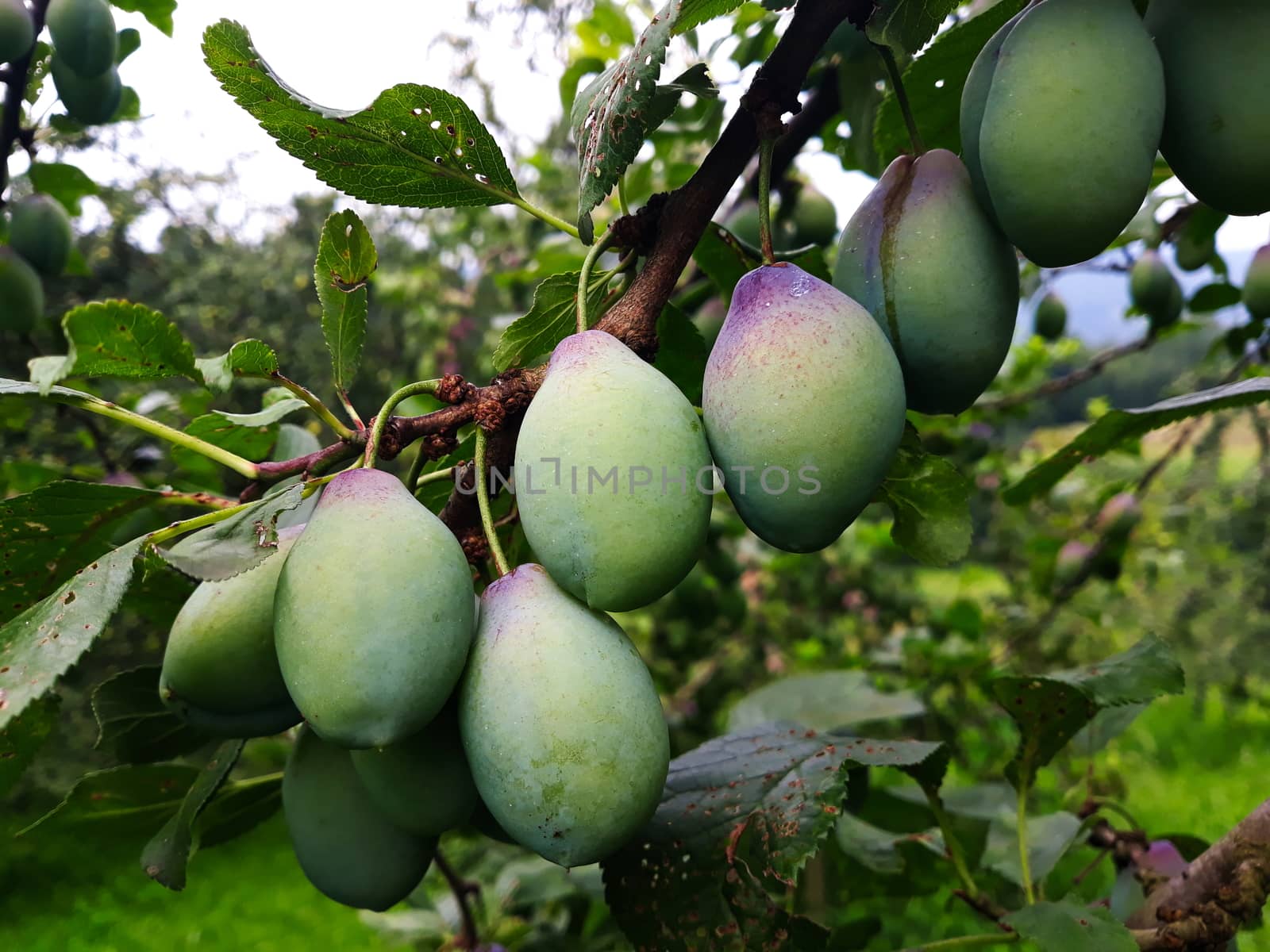 Green plums on the branch on which begins to appear blue. Zavidovici, Bosnia and Herzegovina.