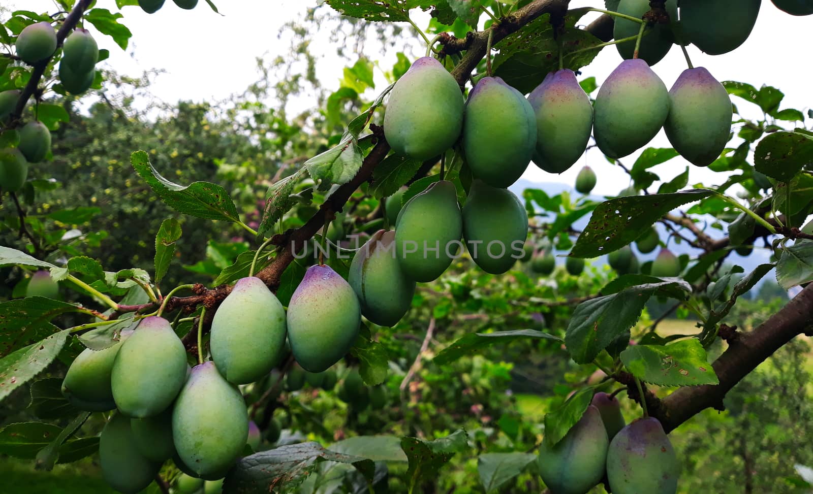 Green plums on the branch on which begins to appear blue by mahirrov