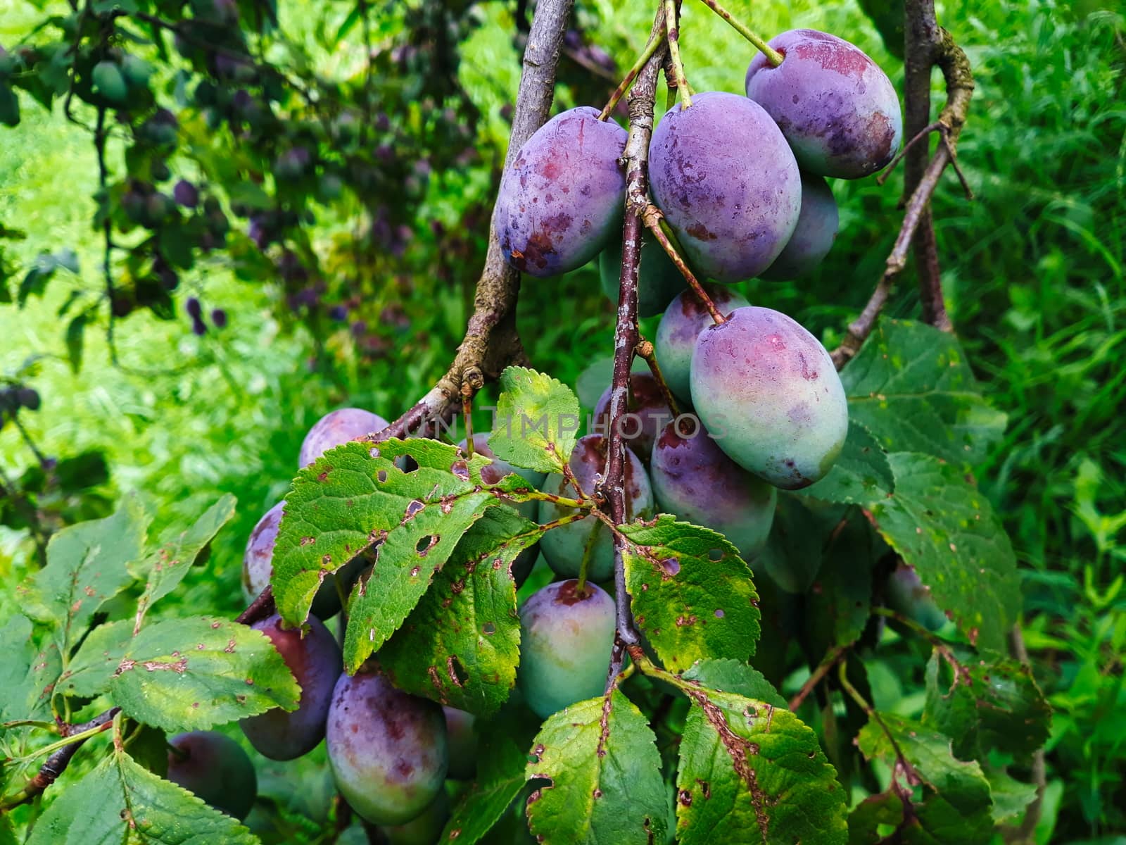 Unripe plums on the branch, the plums begin to blue. by mahirrov