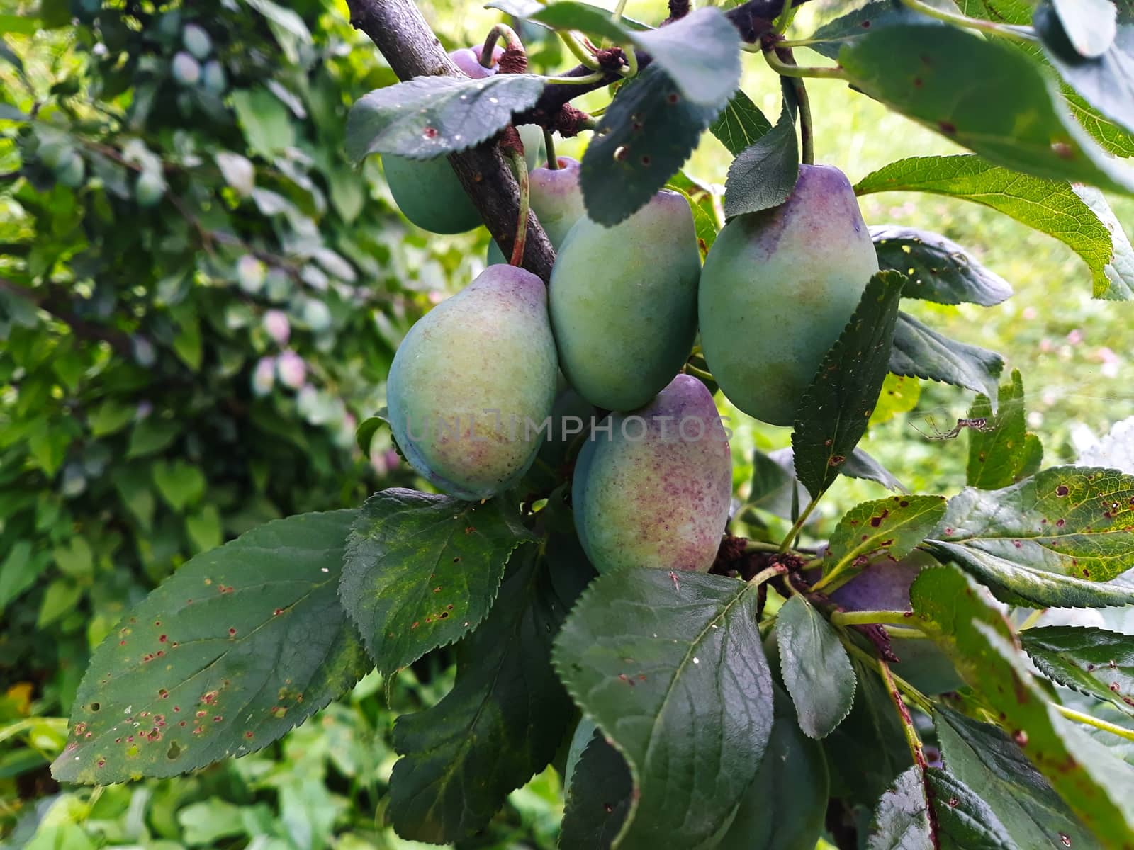 Unripe plums on the branch, the plums begin to blue. by mahirrov