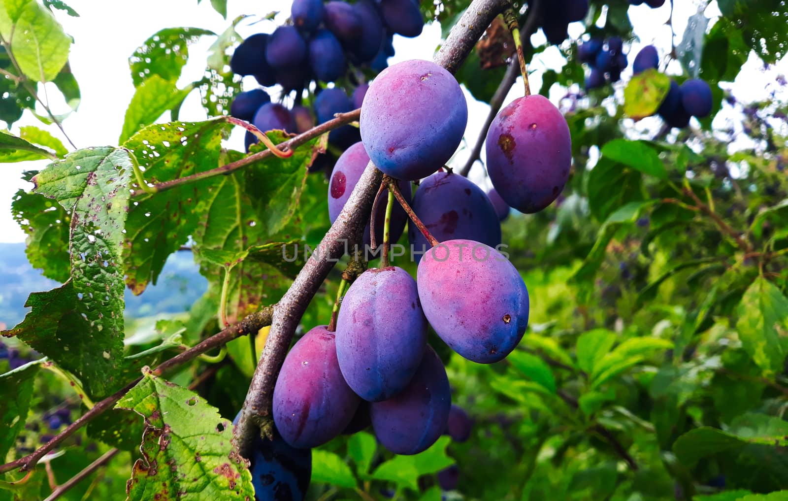 Blue, ripe plum fruits on a branch with leaves on the tree, plums almost ready to harvest. Orchard plum. Zavidovici, Bosnia and Herzegovina.