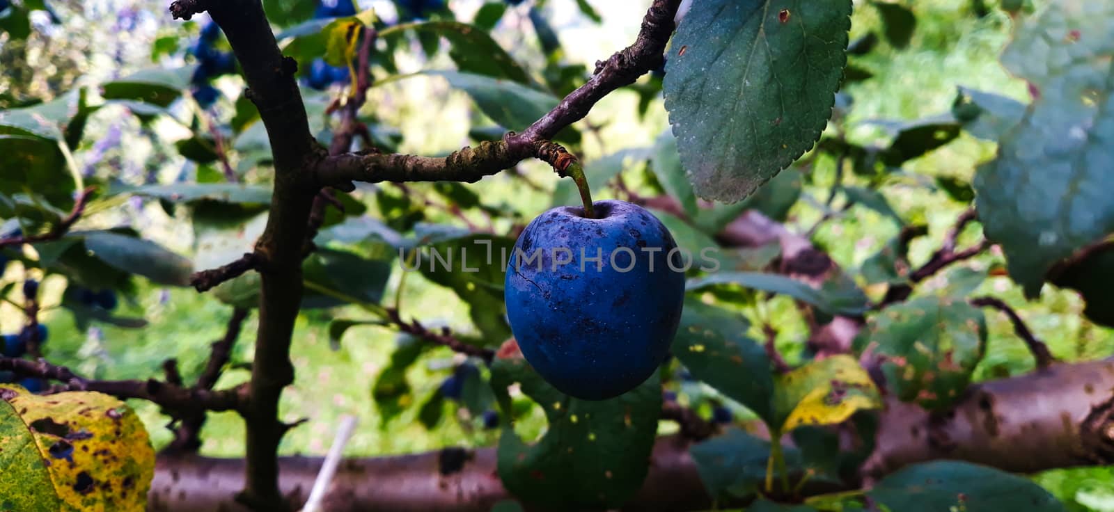 One ripe plum on a branch. Beautiful blue plum on the branch. Zavidovici, Bosnia and Herzegovina.