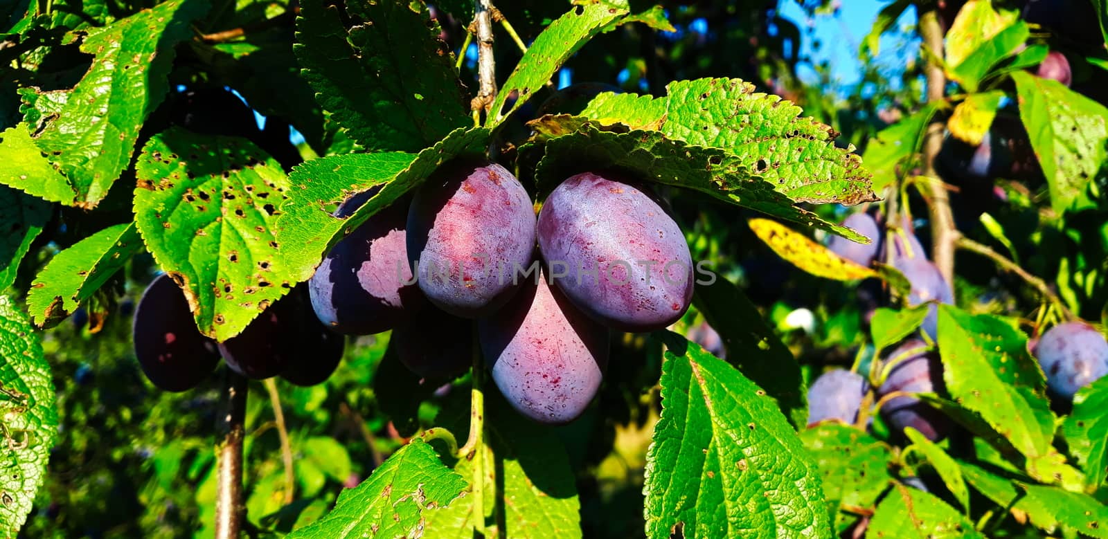 Ripe plums on a leaf branch, ready to harvest. Plums in the orchard. Zavidovici, Bosnia and Herzegovina.