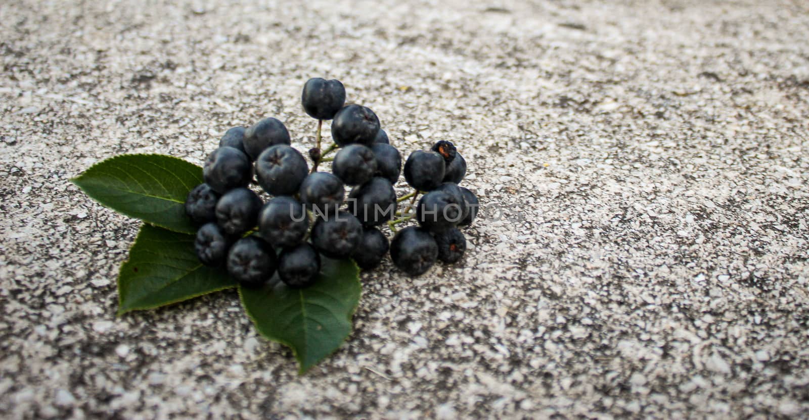 A group of chokeberry berries with three leaves on the concrete. Aronia berries. Zavidovici, Bosnia and Herzegovina.