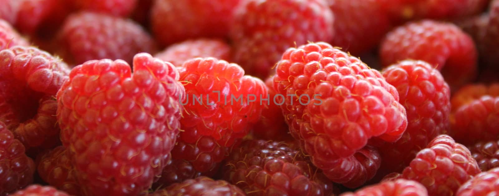 Banner of raspberries. Close up of raspberries. Zavidovici, Bosnia and Herzegovina.