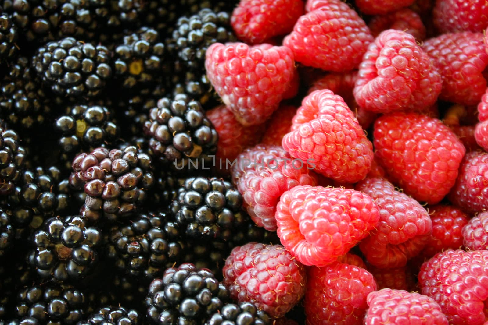 Full frame of blackberries and raspberries. On the left side blackberries and on the right side raspberries. Zavidovici, Bosnia and Herzegovina.