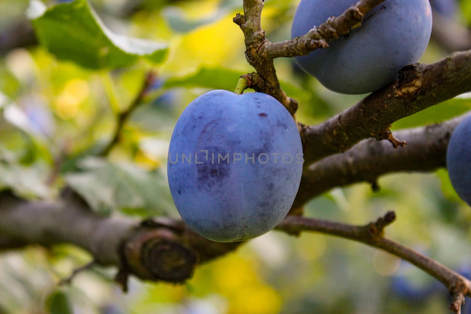 Blue plums on a tree. by mahirrov