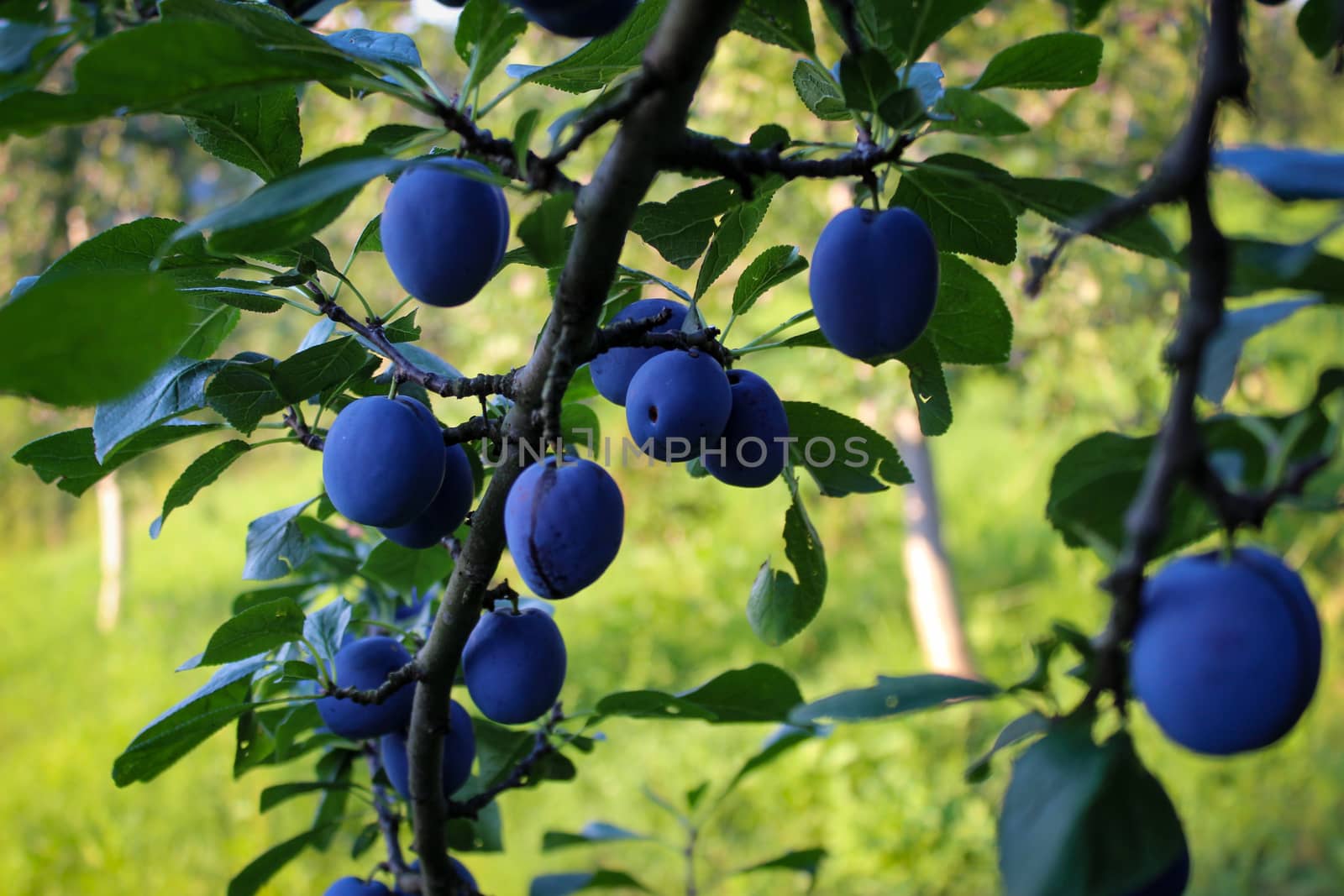 Ripe blue plums on a branch. by mahirrov