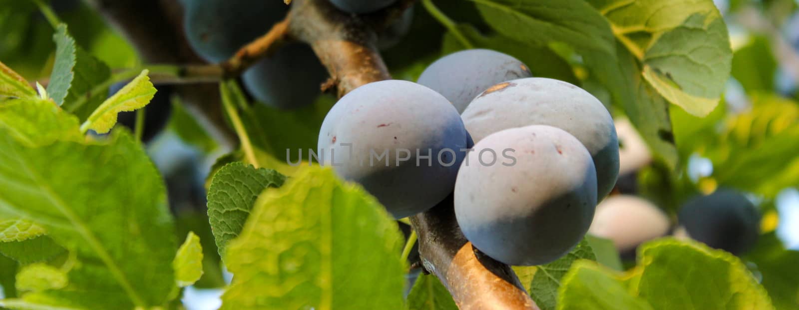 Banner. Ripe plums among the leaves on the branch. Zavidovici, Bosnia and Herzegovina.