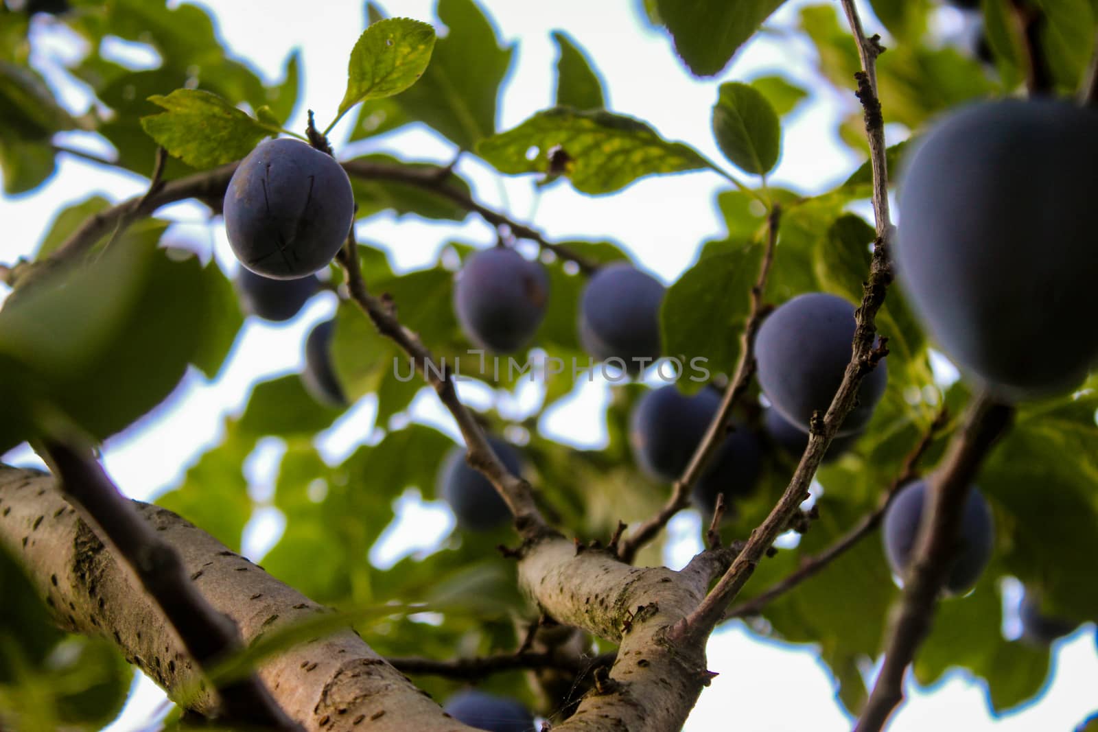 Plum branch on which they have ripe plums and leaves. Zavidovici, Bosnia and Herzegovina.