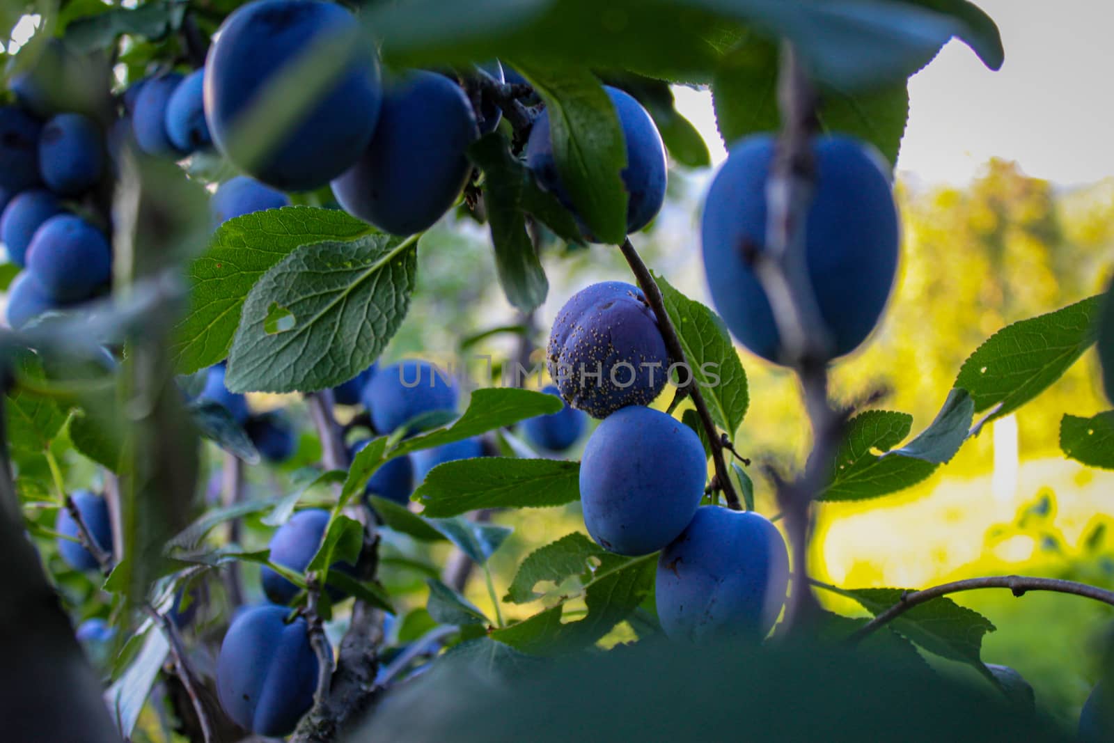 Ripe plums among the leaves. Among the plums there is one that is rotten, the plum has fungi on it. Zavidovići, Bosnia and Herzegovina.