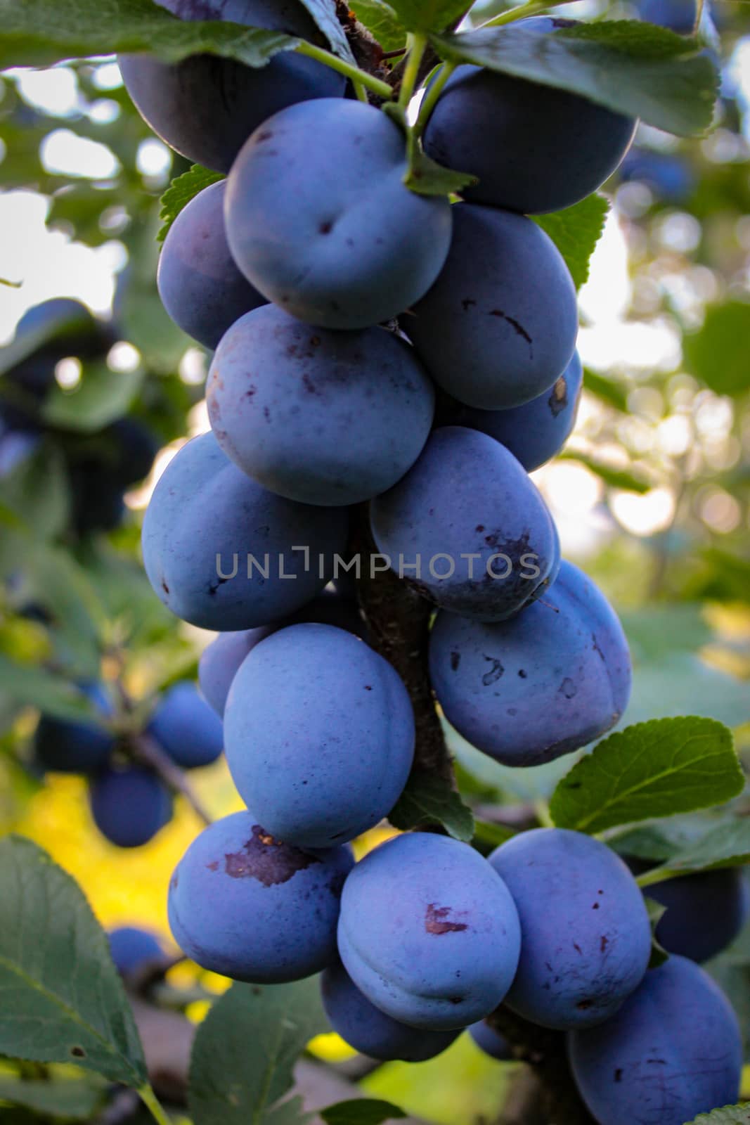 A large group of large ripe blue plums. Vertical shot of plums. by mahirrov