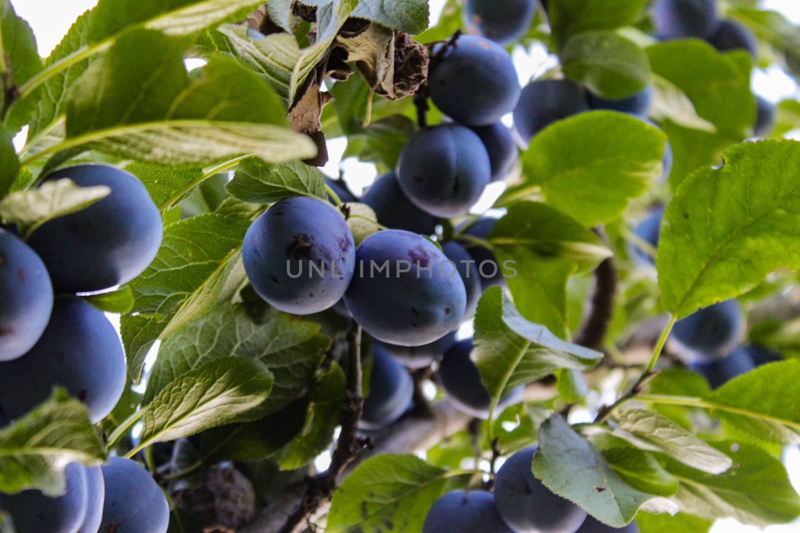 Lots of blue ripe plums among the leaves, photographed under the branch. Zavidovići, Bosnia and Herzegovina.