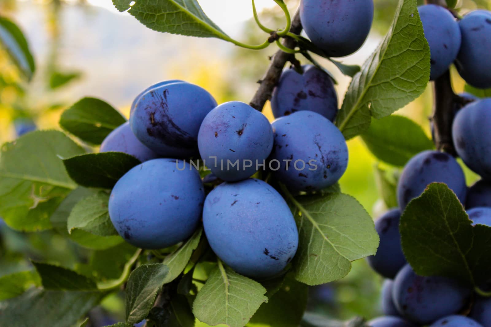 A group of blue ripe large plums on a branch in a plum orchard. Ripe blue plums on a branch. Zavidovići, Bosnia and Herzegovina.