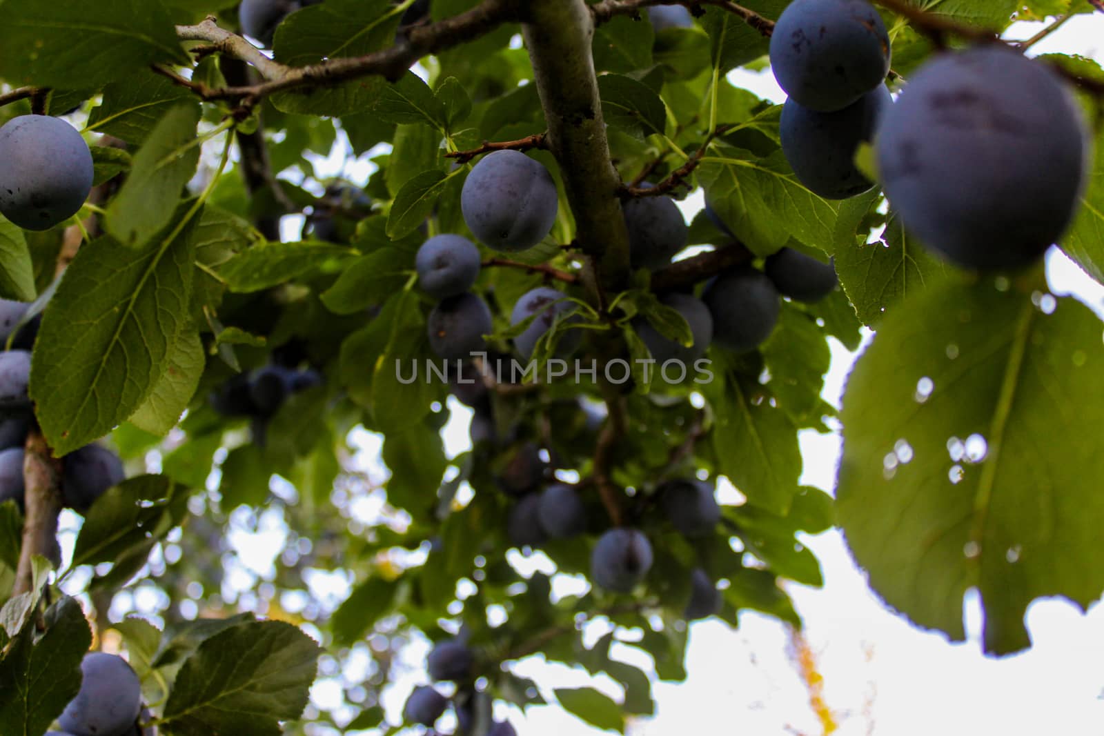 The branch on which the plums are ripe. Plum orchard. Ripe blue plums on a branch. Zavidovići, Bosnia and Herzegovina.