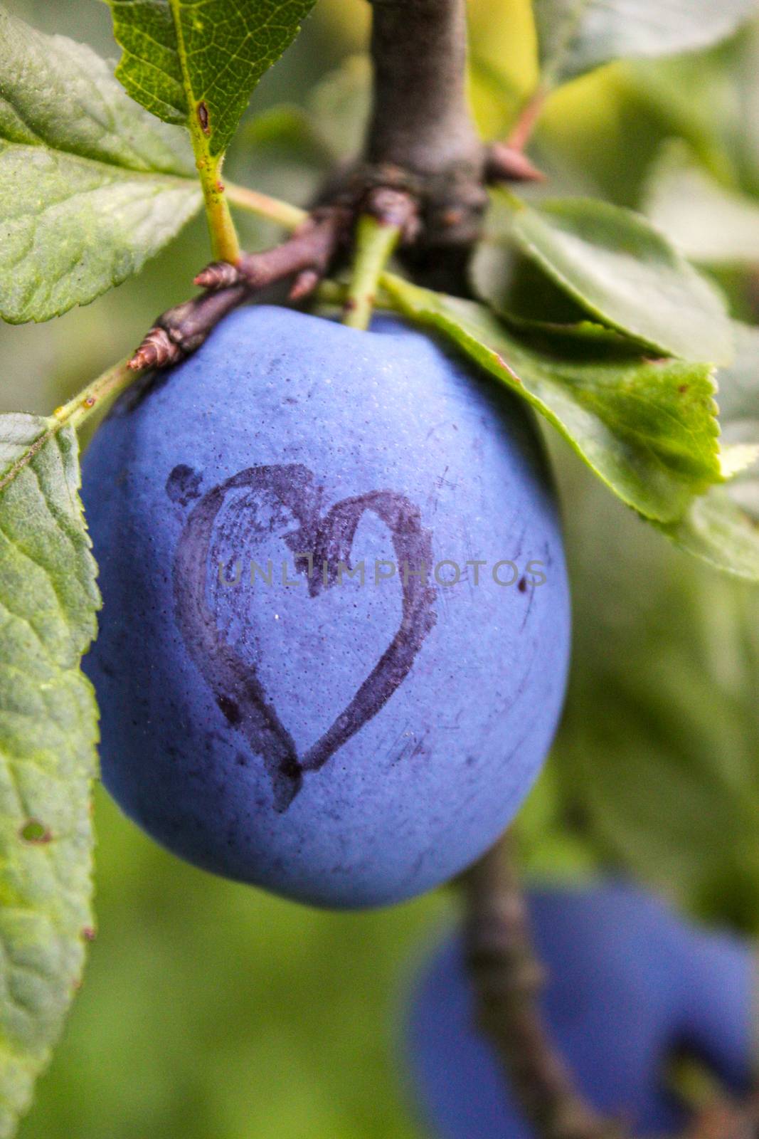 A blue ripe plum with a heart drawn on it. Vertical shot. Zavidovići, Bosnia and Herzegovina.