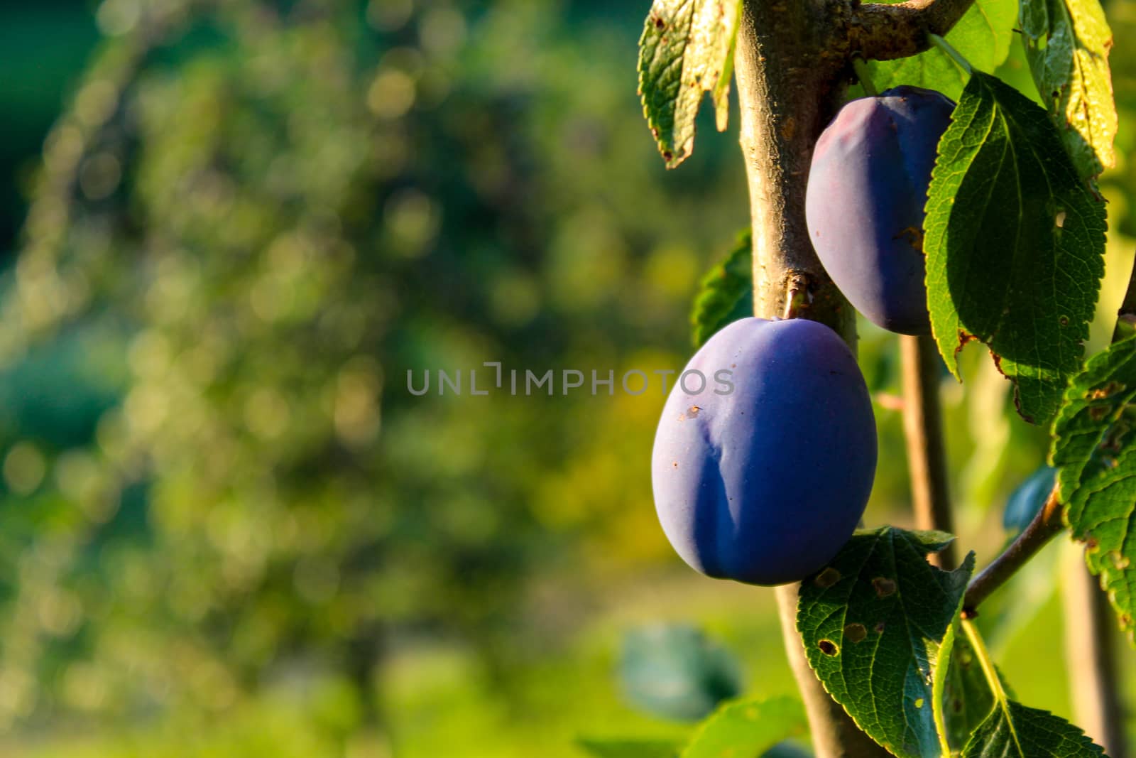 Two blue ripe plums on a branch with a leaf with a blurred background. Ideal background for copy text. by mahirrov
