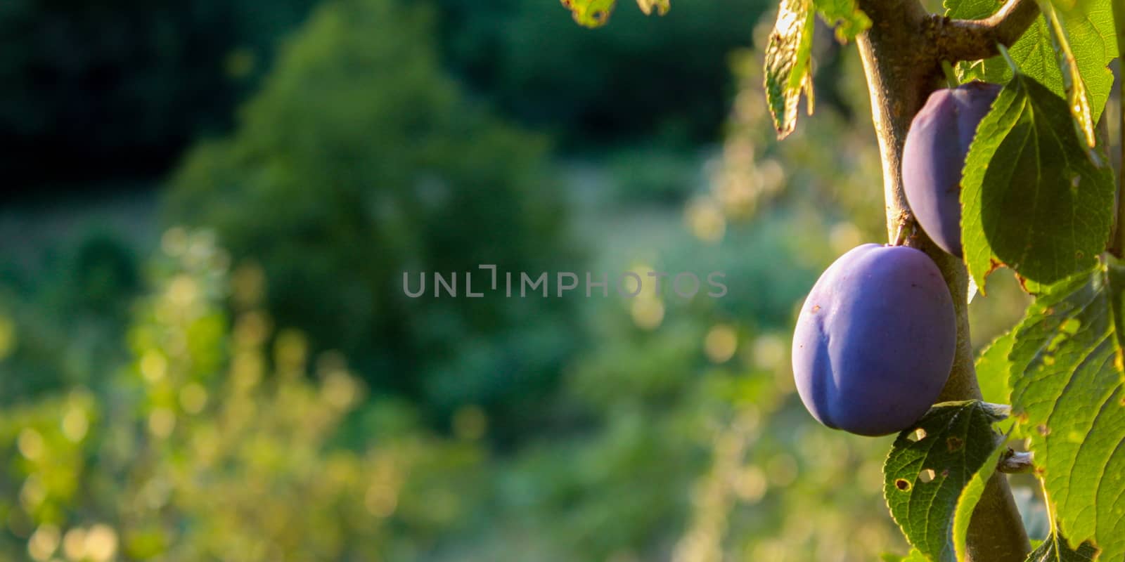 Banner. Plums on a branch with leaves in a plum orchard. Ripe plums. Copy text. Blurred background. by mahirrov