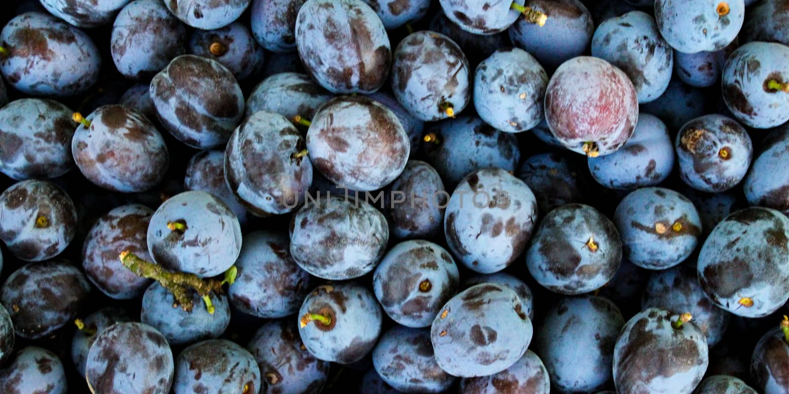 Banner of fresh ripe plums as a background. Zavidovici, Bosnia and Herzegovina.