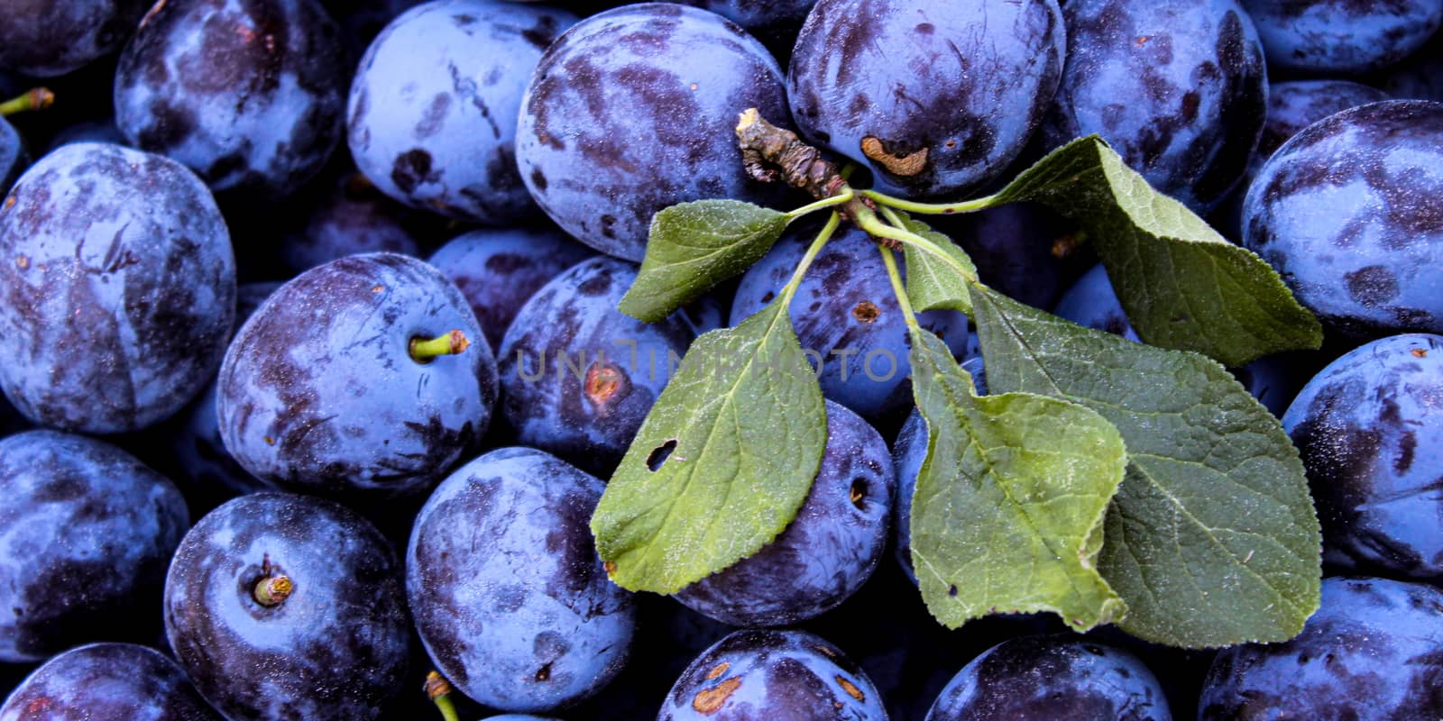 Banner of blue plums with few leaves on top of them. Zavidovici, Bosnia and Herzegovina.