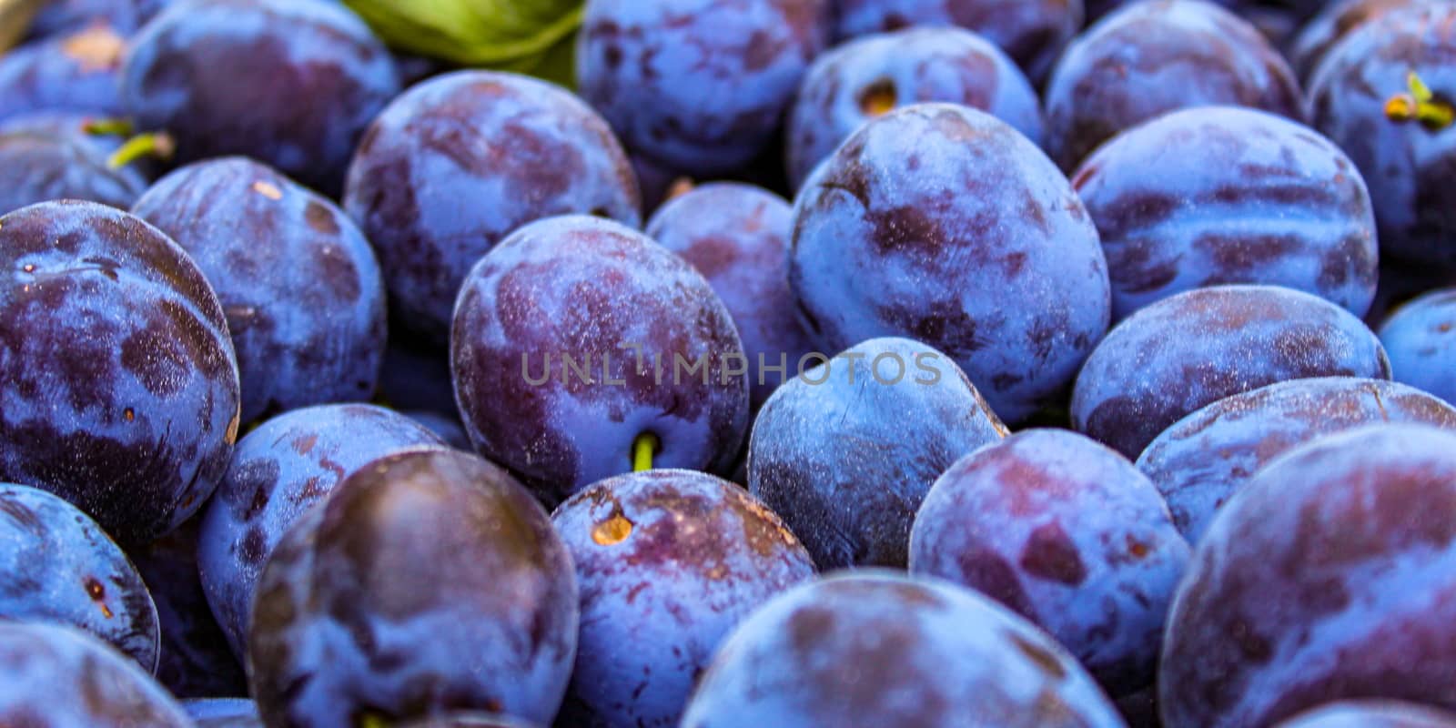Banner of fruit plums, prunus domestica. Zavidovici, Bosnia and Herzegovina.