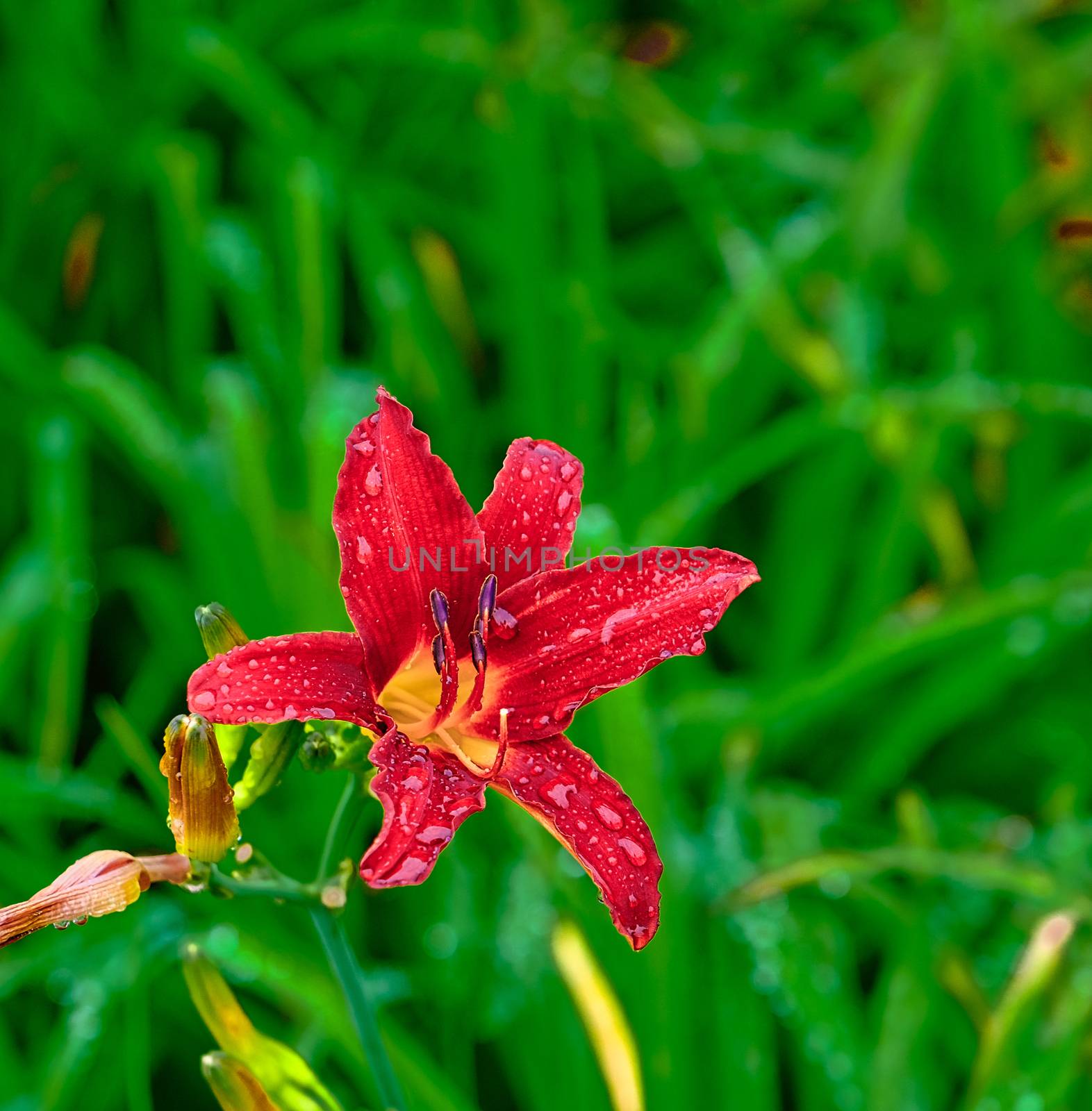 Beautiful tiger lily blooms wet with rain drops after a rain