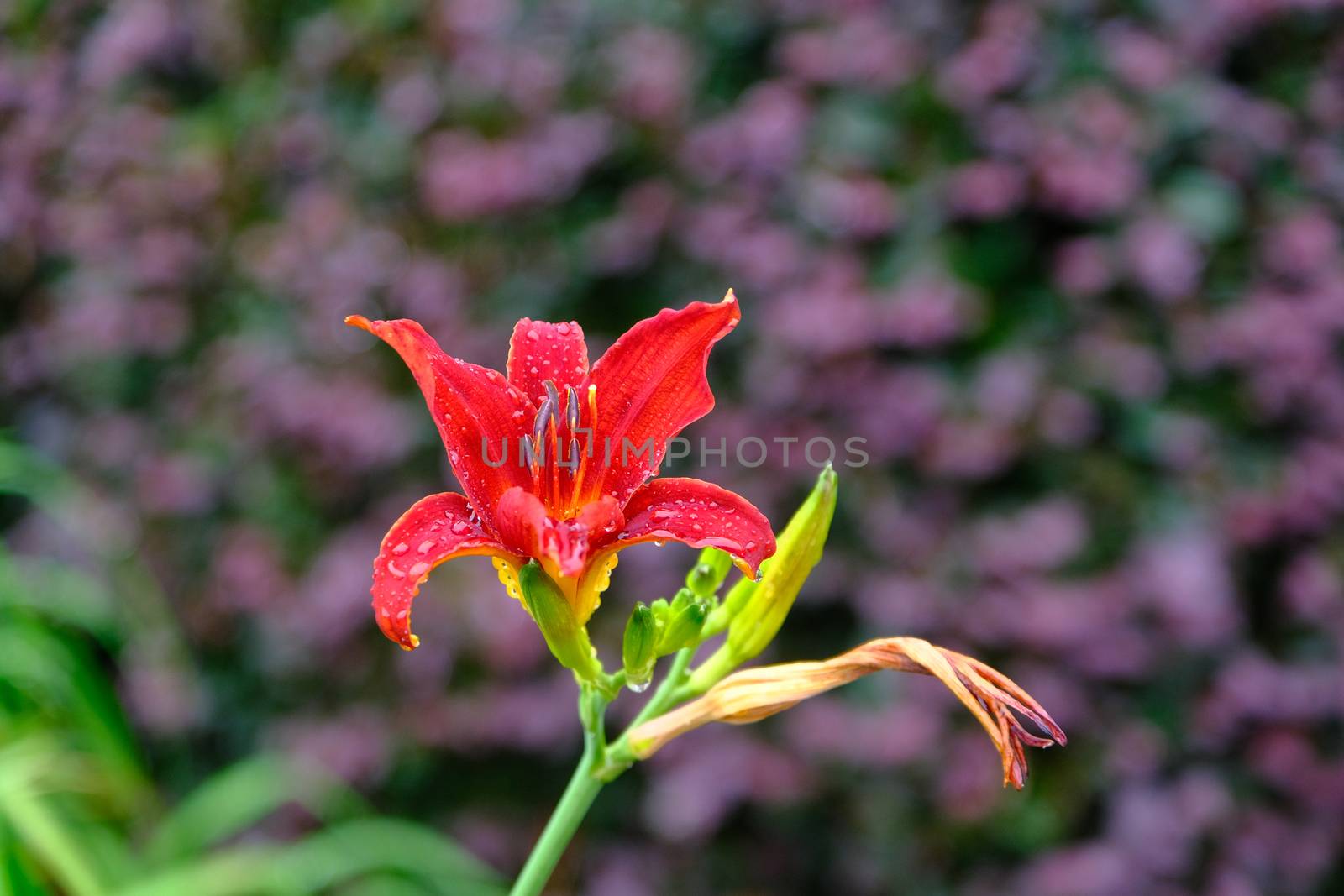 Tiger Lily with Purple Flowers in Background by dbvirago